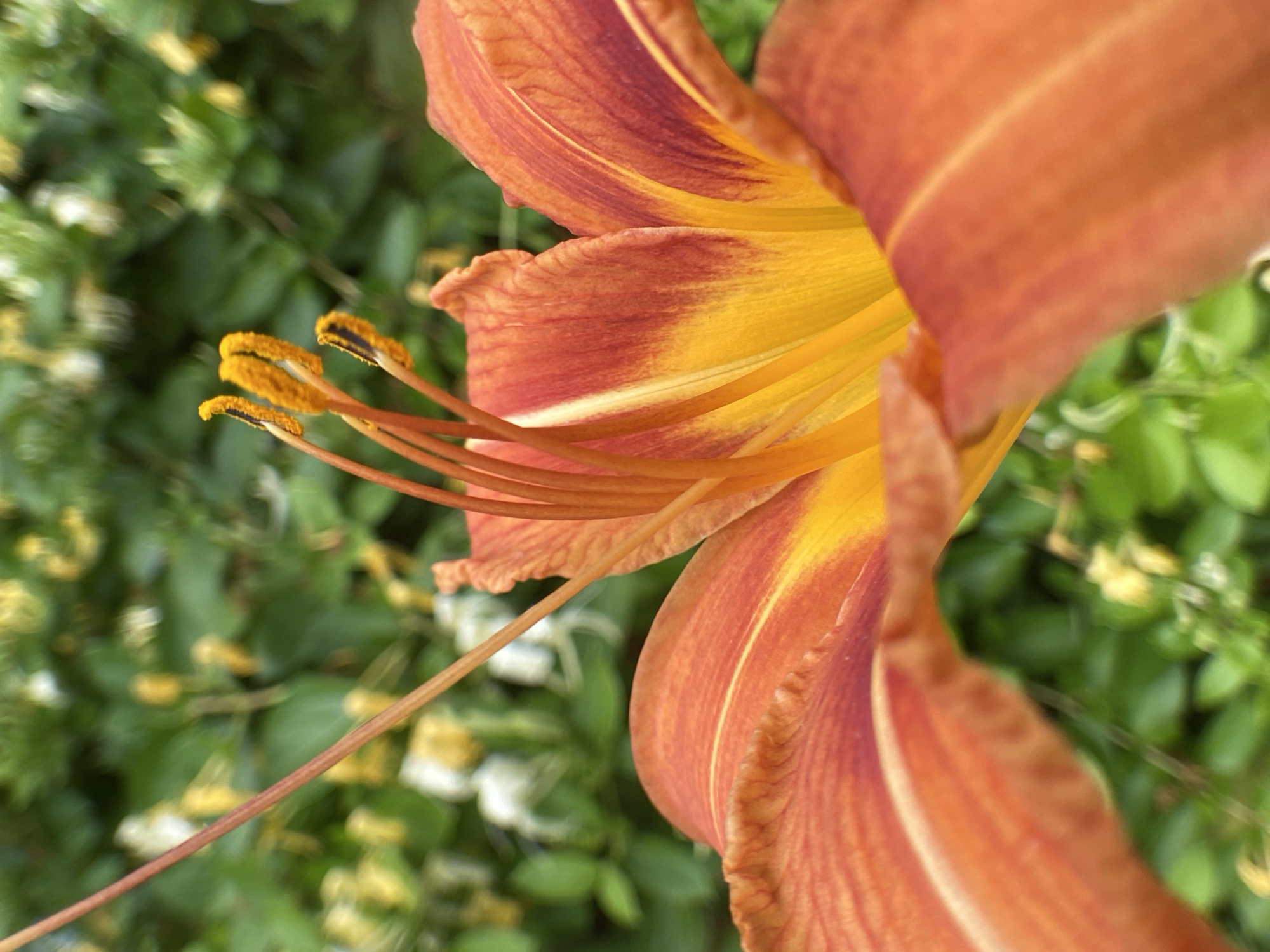 A close-up, macro photograph captures the vibrant orange and yellow petals of a lily flower in bloom. The flower's stamen, tipped with pollen, are prominently displayed in the upper center of the frame, showcasing their fuzzy texture and bright orange hue. A long, slender pistil extends upwards and to the left, adding a delicate vertical element. The petals themselves are a rich tapestry of color, transitioning from a deep orange at the edges to a bright, almost luminous yellow towards the center. Subtle red veining is visible on some of the outer petals, adding depth and dimension. The background is a soft, blurred wash of green foliage, with hints of yellow and white blossoms interspersed, suggesting a garden setting. The lighting appears natural, casting soft shadows and highlighting the textures of the flower. The image is sharp and in focus on the flower's reproductive parts and petals, with the background intentionally out of focus to draw the viewer's attention to the subject.