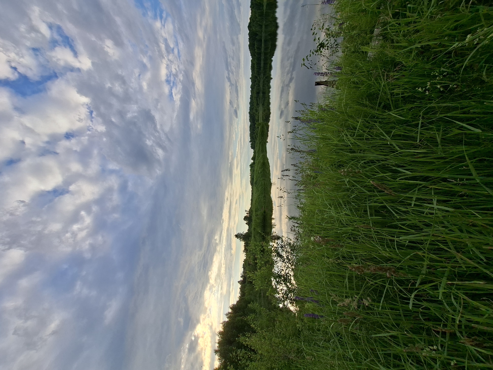 An outdoor, daytime, eye-level, wide shot captures a tranquil lakeside scene in Malaya Sosnova, Russia. The foreground is dominated by lush, tall green grass with some wildflowers, including purple lupine, interspersed throughout. The grass slopes gently towards a calm body of water that reflects the sky and surrounding foliage. The middle ground features a dense line of trees and bushes that form a dark green border along the far bank of the lake. The background is a wide expanse of sky filled with dramatic, scattered clouds. The light suggests it is either early morning or late evening, with soft sunlight breaking through the clouds on the left side of the frame. The overall atmosphere is serene and natural.