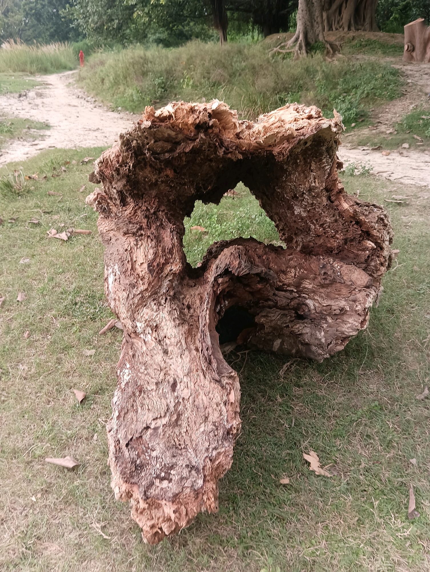 A hollow, weathered tree trunk lies horizontally on a grassy area. The trunk is split and decayed, with rough, textured bark and exposed wood. The background shows a dirt path winding through tall grass, with trees and foliage in the distance. A person in a red garment is visible walking on the path in the background, to the left of the frame. The scene appears to be an outdoor natural setting within the city of Tilkar, India.