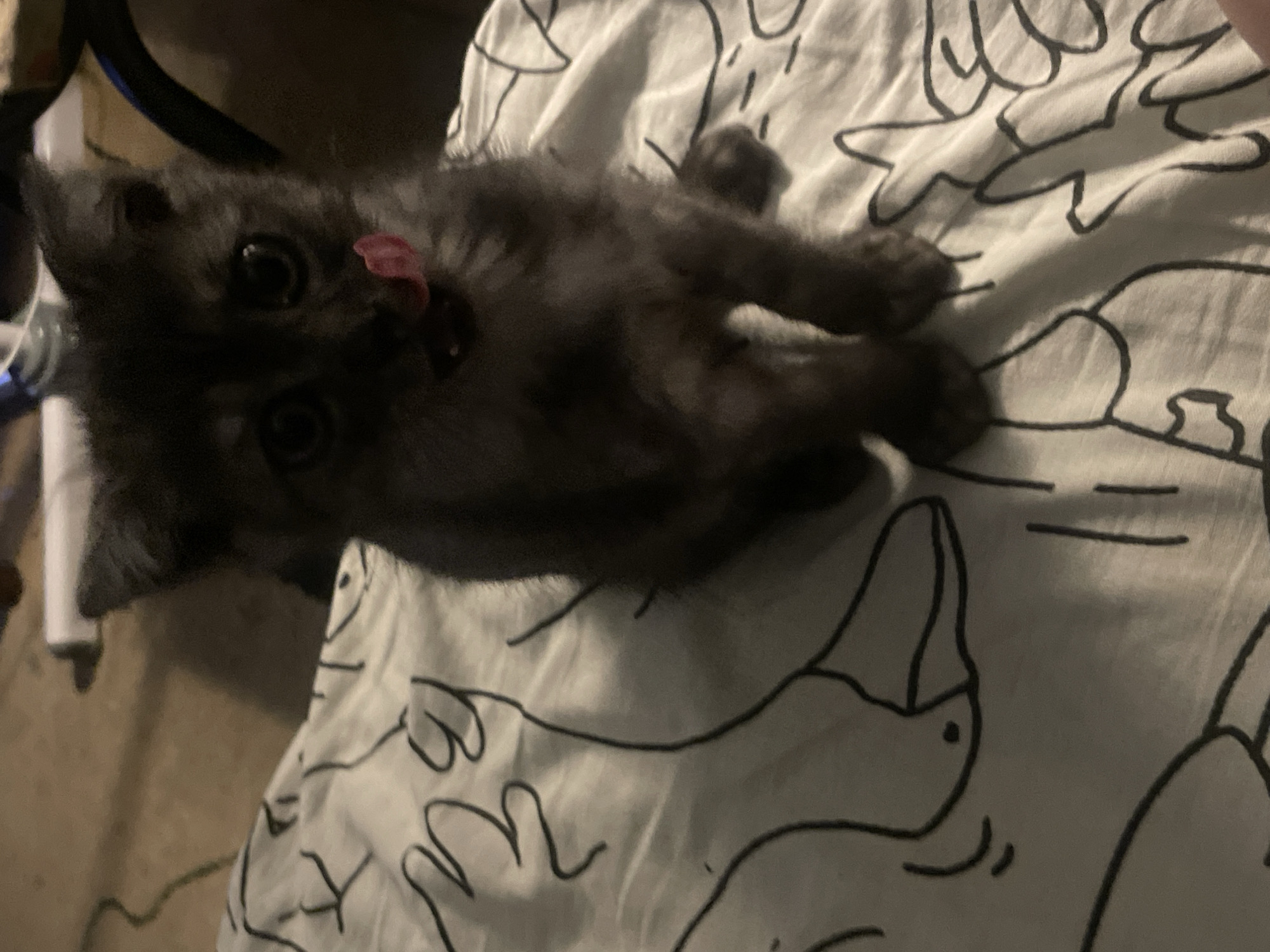A dark gray kitten with large eyes is sitting on a white blanket with a black line drawing of abstract shapes. The kitten is looking directly at the camera with its tongue sticking out. The lighting is dim, and the background is out of focus. The scene appears to be indoors. There is no information that allows for localization to Trudobelikovskiy, Russia.