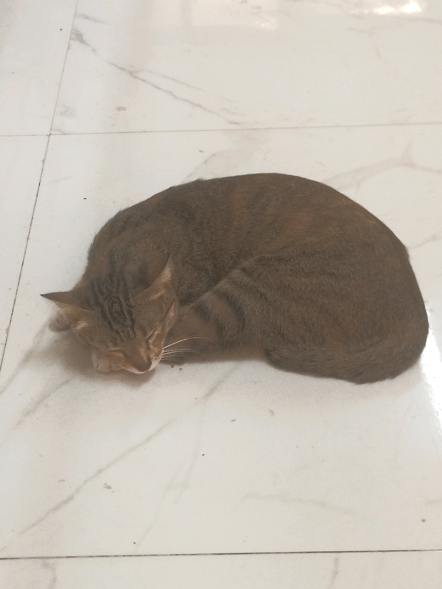 A brown and tan tabby cat is curled up asleep on a white tiled floor with grey veining. The cat is lying on its side with its head tucked into its body. Its eyes are closed and its ears are relaxed. The floor tiles appear to be clean and there are no other objects in the frame. The scene is well-lit, suggesting it is daytime. The location is the city of Lebaniwaras, Indonesia.
