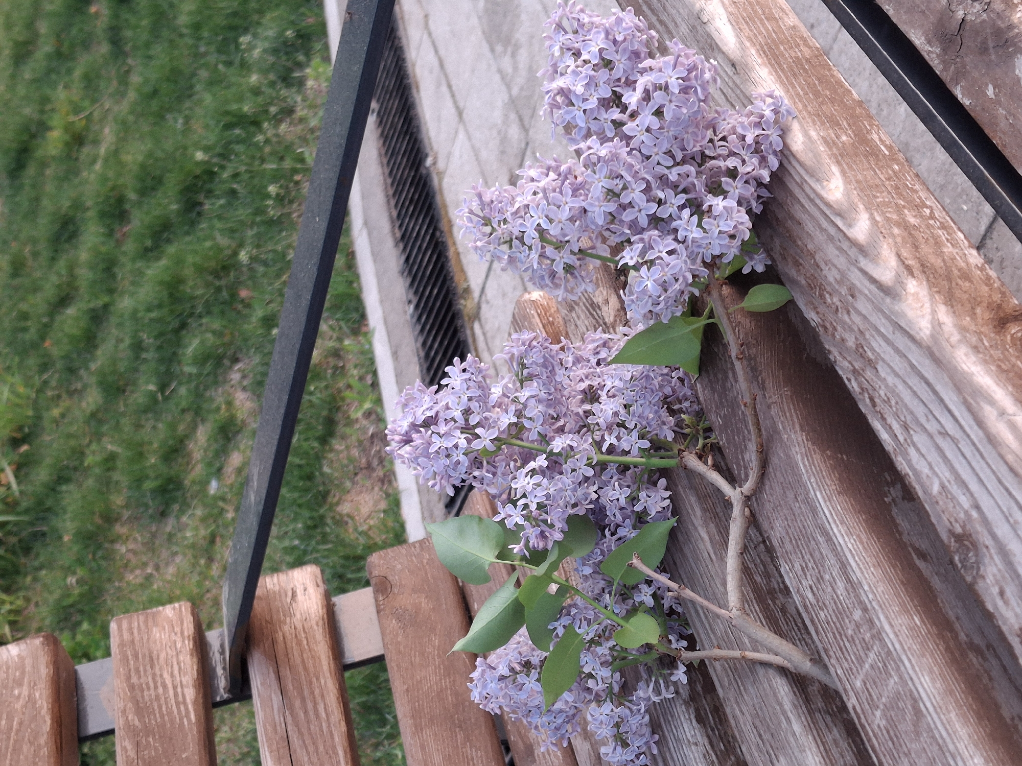 A cluster of lilac flowers with green leaves lies on a weathered wooden bench. A metal frame supports the bench. Behind the bench is a brick-lined walkway and a patch of green grass. The photo appears to be taken outdoors. No people are visible. Location: City of Chaikovsky, Russia.