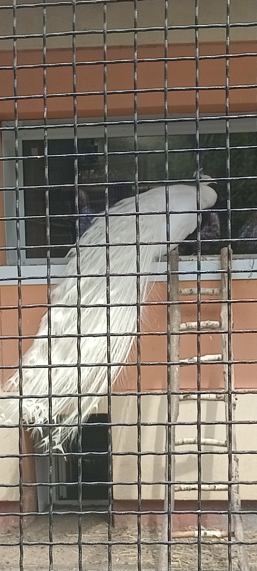 An albino peacock is perched on a wooden ladder inside a fenced enclosure. The enclosure has a tiled orange wall and a window. The peacock is facing right with its long white tail feathers fanned out behind it. The scene is illuminated by natural light. This image was captured in a zoo in Hrodna, Belarus.