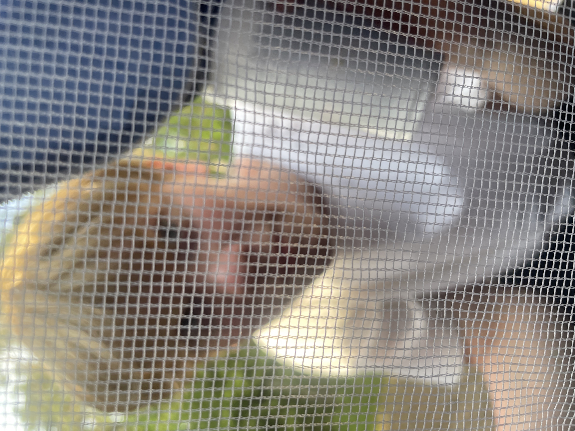 This image, captured in Boitsovo, Russia, depicts a person observed through a prominent white square-grid mesh screen positioned in the immediate foreground. The individual has light blonde hair and wears a white short-sleeved shirt. Their face, including the nose and mouth area, is blurred and partially obscured by the mesh, suggesting they are looking forward and slightly downwards. To the person's right (viewer's left), a bright, possibly reflective, object or surface is partially visible behind the mesh. To their left (viewer's right), a dark blue, textured object or surface is also present behind the screen. The background consists of blurry green foliage, indicating an outdoor setting under natural daylight.