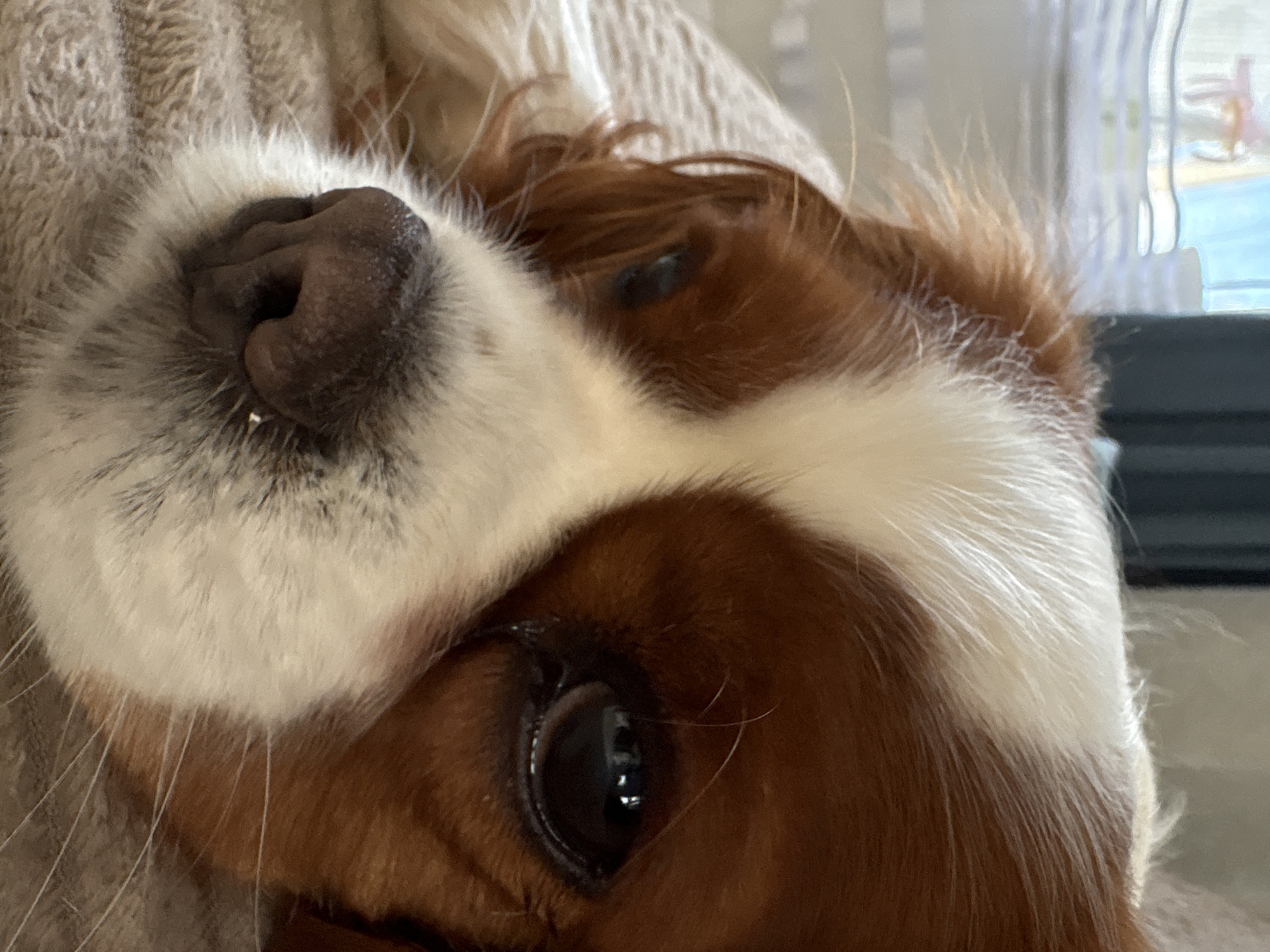 A close-up, eye-level shot of a Cavalier King Charles Spaniel's face. The dog is lying down on a soft, textured surface, likely a blanket or bed. Its head is tilted slightly, and its eyes are partially closed, giving it a sleepy or relaxed appearance. The dog has classic tri-color markings: rich chestnut brown and white patches on its face and head. Its nose is dark and moist, with fine white whiskers visible. The background is blurred, showing what appears to be a window with light filtering through, and possibly some indoor furnishings. The overall lighting is soft and natural. There is no information to indicate this scene is located in the city of Прикамский, Russia.