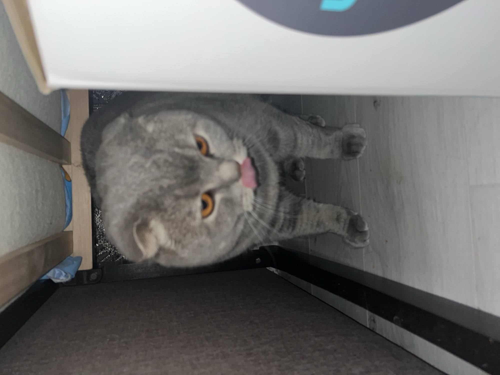 The scene depicts an interior view within a residence in Chaikovsky, Russia. A grey-striped Scottish Fold cat with prominent amber-orange eyes is centered in the frame, positioned on a light-toned tiled floor. The cat's pink tongue is extended, touching its nose, indicating a licking action. To the left, a dark, upholstered vertical surface, possibly the side of a bed or sofa, is present. To the right, a vertical white panel, partially obscuring the view, suggests a large box or piece of furniture. Above the cat, wooden slats consistent with the underside of a bed frame are visible, with a blue and white patterned fabric partially visible beneath the frame. The area directly behind the cat, beneath the frame, appears shadowed. No human subjects are present.