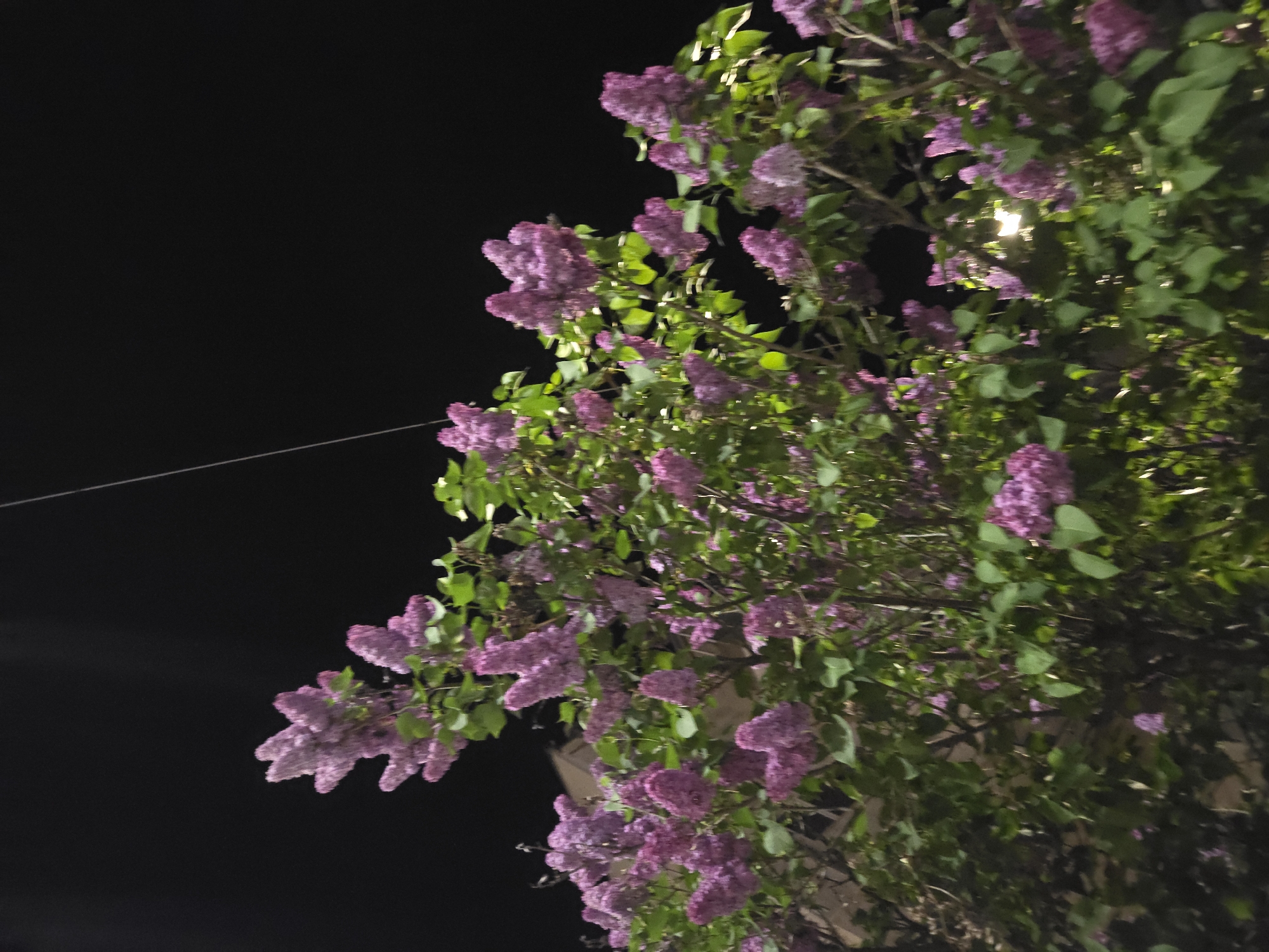 The image shows a lilac tree at night, with purple flower clusters and green leaves illuminated by an unseen light source. The background is a dark night sky. A thin wire or string stretches across the upper left portion of the image. There is no specific identifying information to place this image in Pleven, Bulgaria.