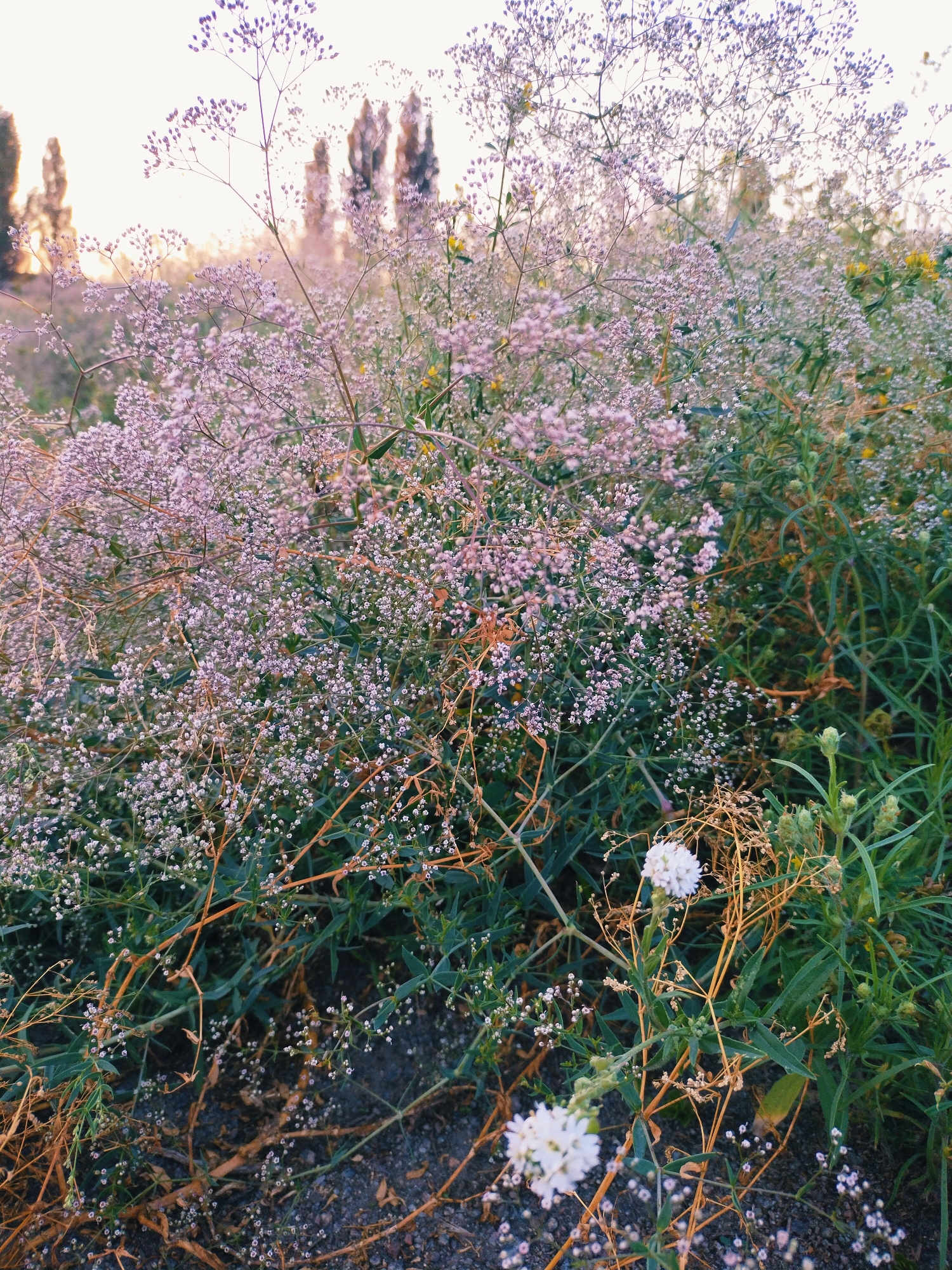 The image is a close-up shot of a dense patch of flowering plants in Horishni Plavni, Ukraine. The plants feature numerous small, delicate pink and white flowers, interspersed with green foliage and dry, brown stems. In the background, the silhouettes of tall trees are visible against a bright, hazy sky, suggesting either sunrise or sunset. The ground beneath the plants appears to be a mix of soil and dark gravel. There are no people or animals present in the scene. The overall impression is one of natural growth within a semi-urban or park-like setting.