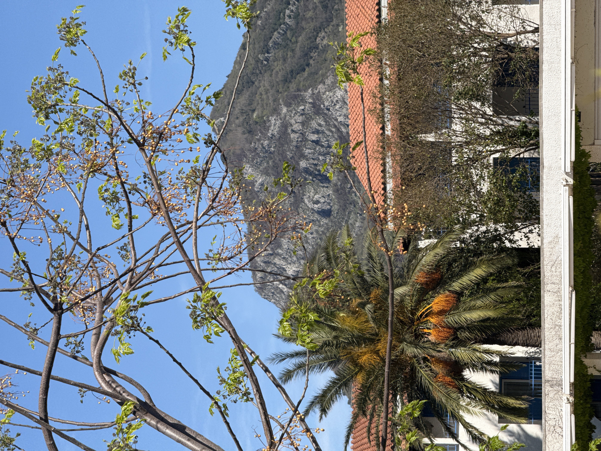 The image captures a scene in Budva, Montenegro. In the background is a mountain. A building with a terracotta tiled roof and white walls, and a palm tree. A tree with light green leaves and small yellow fruit. The sky is a clear blue.