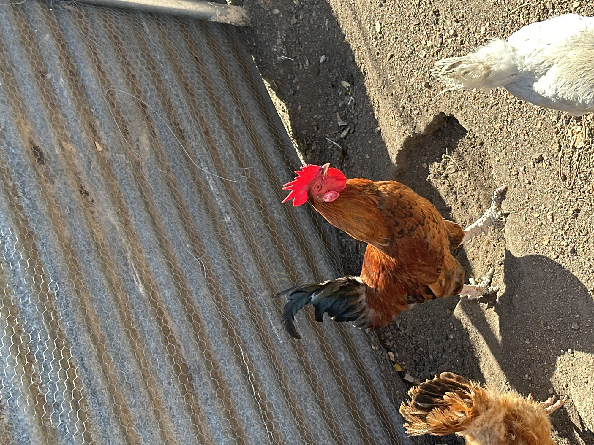 The image depicts a rooster and two other chickens in an outdoor enclosure, possibly a farm or backyard. The rooster, predominantly brown and orange with a vibrant red comb and wattles, stands prominently in the center of the frame, facing left. Its tail feathers are a striking iridescent blue and green. To the left, a lighter brown chicken with a fluffy crest is visible from the rear. To the right, a white chicken, also seen from the back, has a tuft of white feathers on its head.
The ground is covered in dirt and small stones, with a few dried leaves scattered about. A significant shadow is cast across the ground by the rooster, indicating sunlight. In the background, a corrugated metal fence, partially covered by a wire mesh, serves as the enclosure's barrier. The fence appears weathered, with streaks of rust and dirt. A metal pole is visible on the right edge of the frame, supporting the fence. The scene is illuminated by bright sunlight, creating a high contrast environment. There is no indication of the location in Tossa de Mar, Spain.