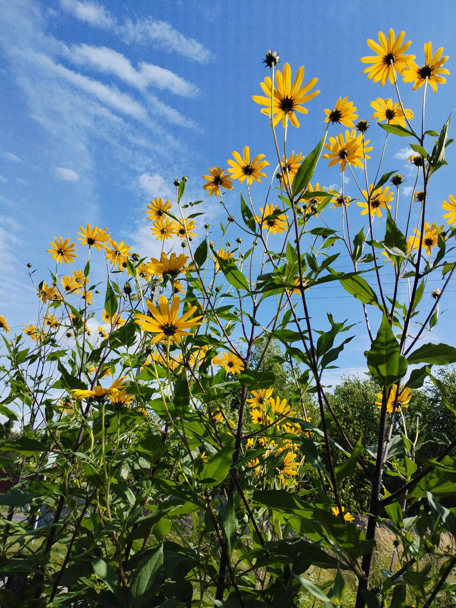 In Bialynichy, Belarus, a cluster of tall, yellow-petaled flowers with dark centers, likely Jerusalem artichokes, are in full bloom against a vibrant blue sky dotted with thin, wispy white clouds. The flowers are viewed from a low angle, emphasizing their height and the expanse of the sky. The stems of the flowers are a dark, reddish-purple, and are covered with green leaves. In the background, blurred green trees and vegetation can be seen, along with what appears to be electrical wires stretched between posts, indicating a semi-rural or suburban setting. The sunlight casts a bright illumination on the scene, creating a cheerful and natural atmosphere.