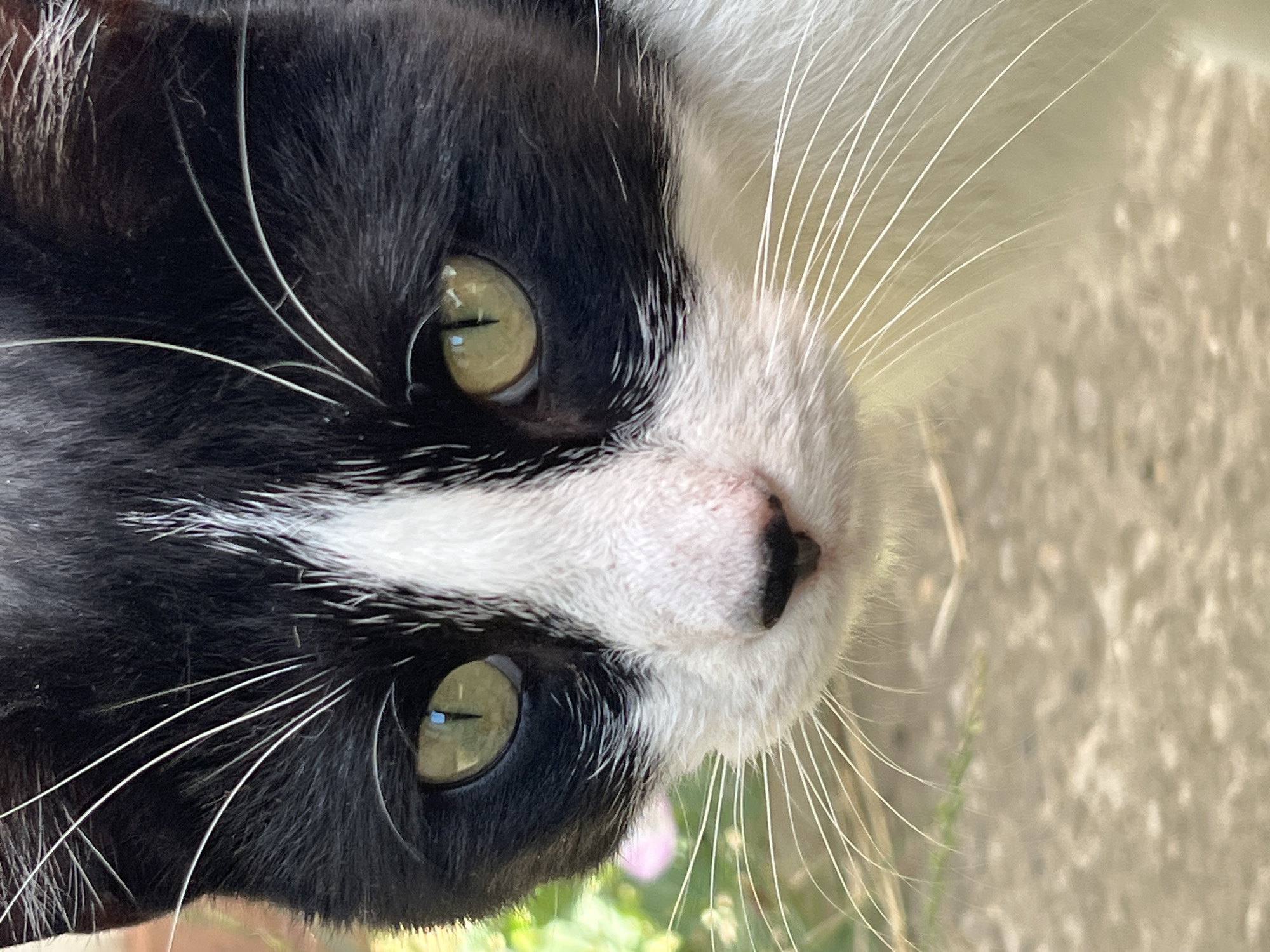A close-up, eye-level shot captures the face of a black and white domestic cat outdoors, with a shallow depth of field. The cat's gaze is directed forward, its eyes a striking green with slit pupils. The fur is predominantly black on the head, transitioning to white on the muzzle and chest. Delicate white whiskers fan out from its snout. In the background, blurred green foliage and hints of pink flowers suggest a natural setting. The ground beneath appears to be a textured surface, possibly gravel or dirt. No human presence or interaction is visible. The image does not contain any contextual information that would place it in Smolenskaya, Russia.
