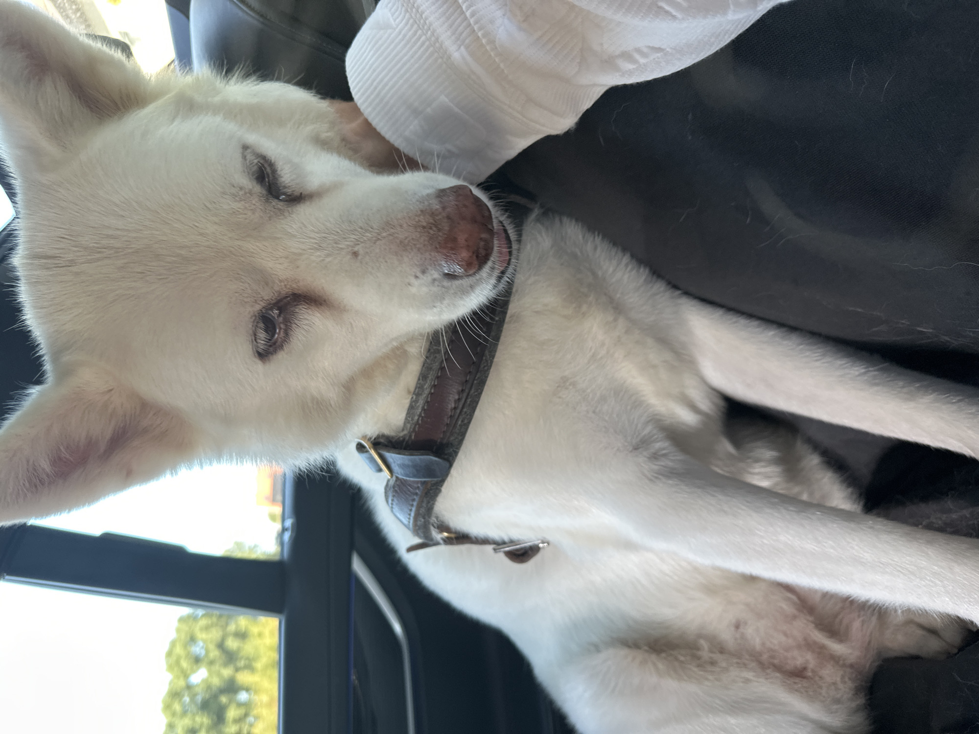 A white husky dog is sitting in a car, possibly in Bruges, Belgium, looking down with its tongue slightly out. The dog is wearing a brown leather harness. The interior of the car, including a dark seat, is visible. A person's arm, wearing a white garment, is in the foreground. Trees and sky are visible through the car window.