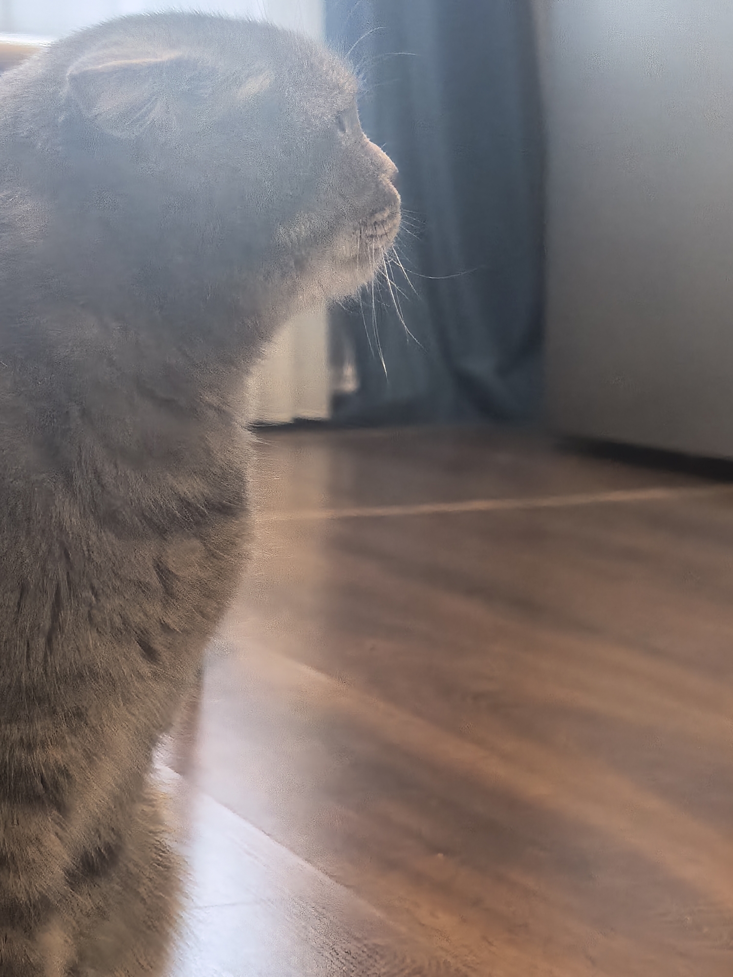 A close-up, side-profile view shows the head and upper body of a grey cat. The cat is looking to the right, with its whiskers visible. The background is blurred, with a wooden floor reflecting light and a dark curtain on the left side of the image.