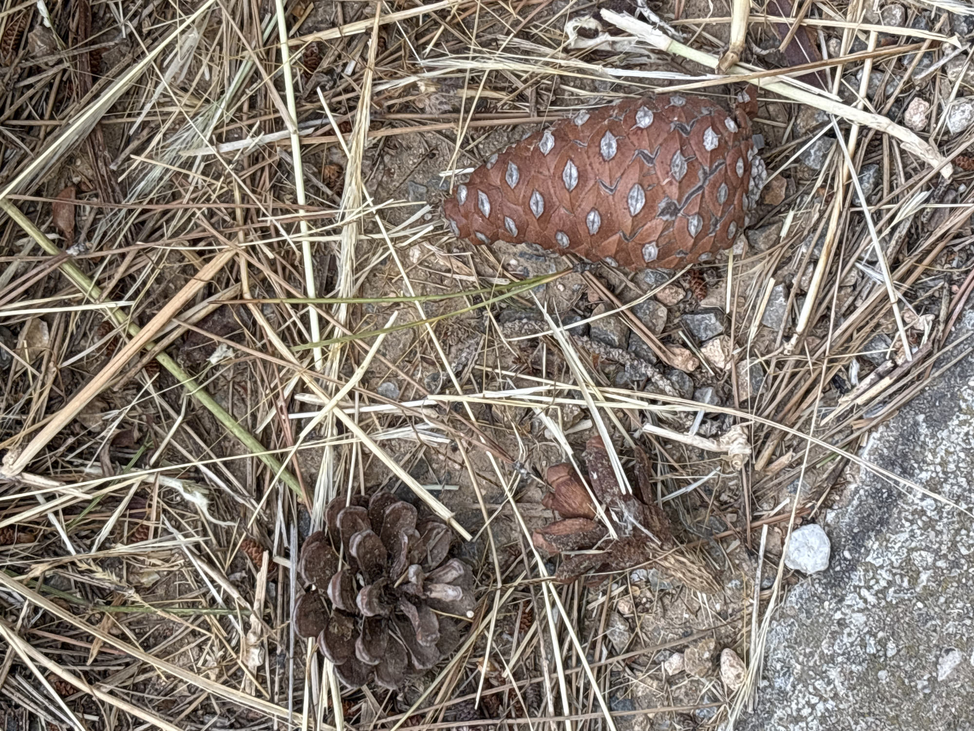 The image shows a close-up, top-down view of three pinecones scattered amongst dry pine needles and small pebbles on the ground. One pinecone is on the left, partially obscured by pine needles, and appears somewhat flattened. Another pinecone is in the center-left, appearing dried and broken. A larger, intact pinecone with visible scales is positioned on the right side of the frame. The ground beneath the pinecones consists of soil and small stones. A portion of a textured, grey surface, possibly concrete or stone, is visible in the bottom left corner. The lighting suggests it is daytime, with soft shadows indicating an outdoor setting. There are no people or animals present in the image. The scene appears to be a natural ground cover in a park or wooded area. The image does not contain any identifiable landmarks or features that would allow for its specific location within the city of Orihuela, Spain.