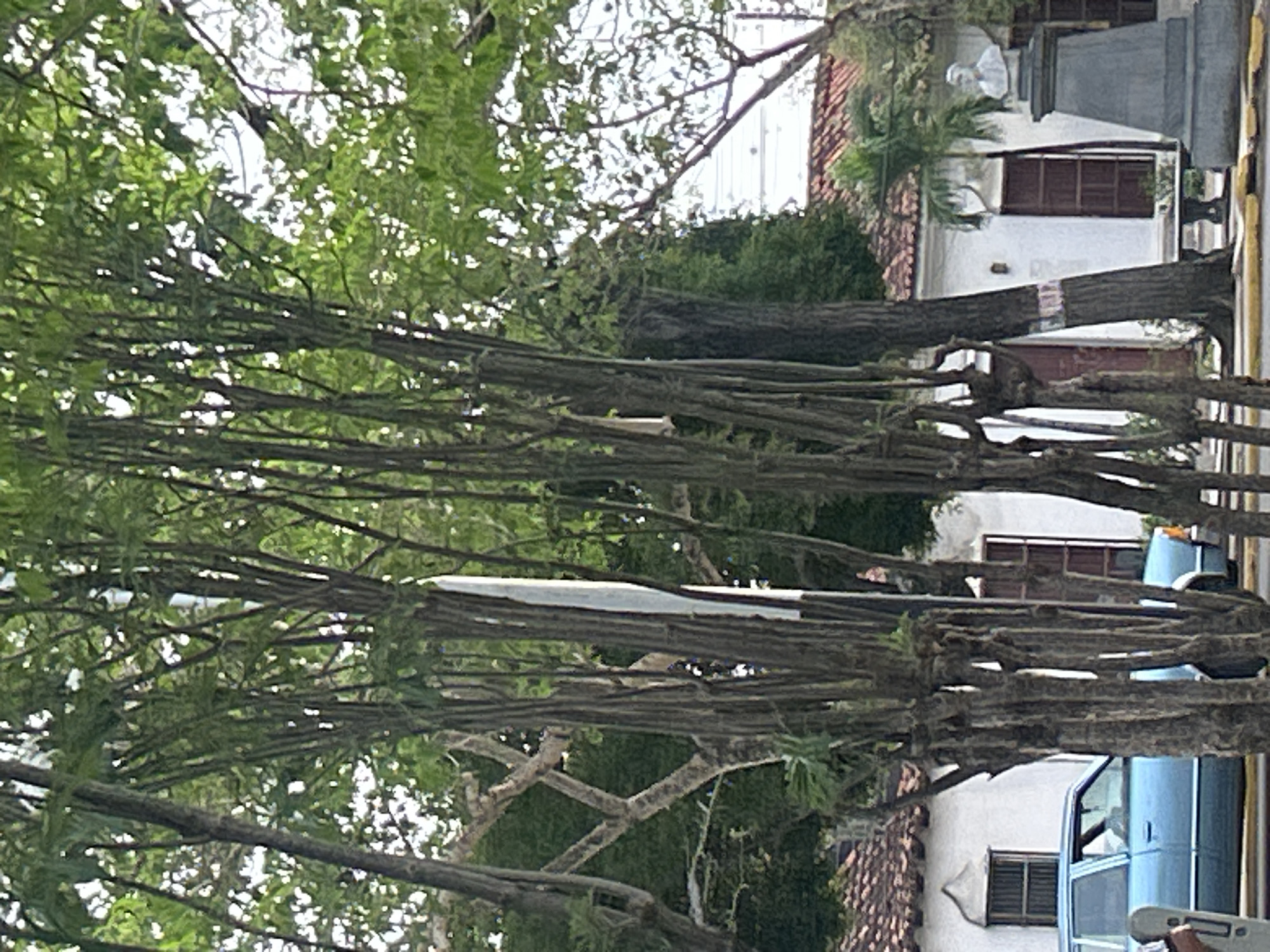 The image captures a street scene in Santa Ana, Venezuela, focusing on a cluster of tall, slender trees in the foreground. The trees have thin, dark trunks and a canopy of green leaves, with some of the trunks appearing to have been pruned or shaped. Behind the trees, a white building with a red tile roof is visible. The building features several windows with dark shutters and an ornate architectural detail above one window. To the right of the building, a light blue car is parked. Further to the right, a stone pedestal with a bust of a person is situated in front of the building, partially obscured by trees. The sky above is bright, suggesting daytime.