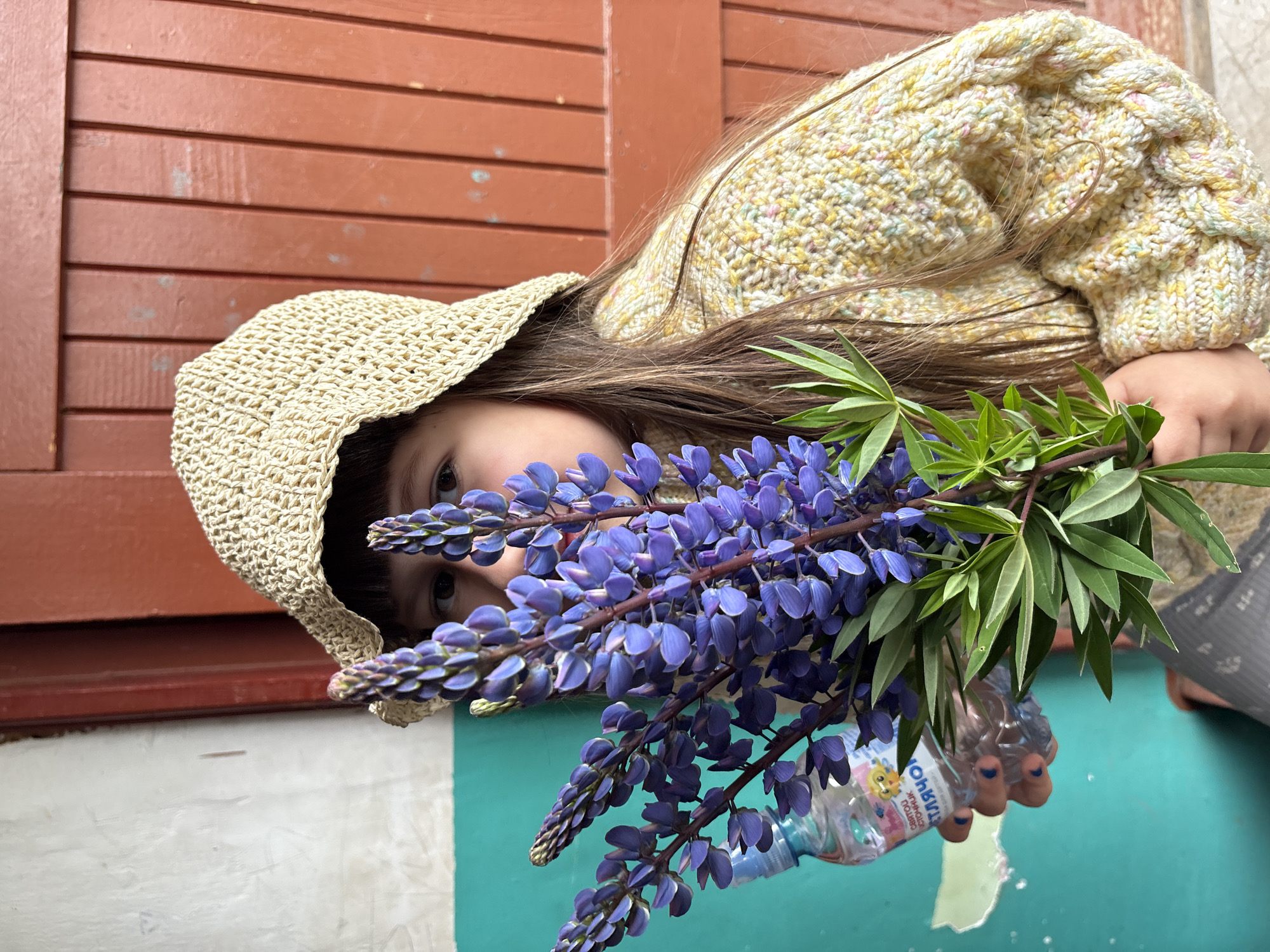 The image, taken in Фоки, Russia, presents a close-up portrait of a young child holding a vibrant bouquet of flowers. The photograph is rotated 90 degrees clockwise, making the child's head appear tilted.
The central subject is a child with long, dark brown hair, whose face is partially visible behind a large cluster of purple lupine flowers. Only the child's dark eyes, nose bridge, and a hint of the mouth are discernible, suggesting a calm or curious expression. The child wears a light beige, woven straw hat that covers most of the head, and a chunky knit sweater in variegated yellow, cream, and subtle pastel flecks, featuring prominent cable patterns on the sleeves and body.
The child holds a large bouquet of purple lupine flowers, characterized by their tall, spiky inflorescences and lush green palmate leaves. In the lower right corner, a clear plastic water bottle is also held in the child's hand. The bottle has a colorful label with a cartoon character, possibly a frog, and Cyrillic text. The word "СТОЧНИК" (Source) is partially visible on the label, along with other indistinct characters.
The background is divided into two main sections: a reddish-brown wooden slatted surface, resembling a door or shutters, occupies the top and left side of the image, running horizontally. Below and to the right of this, a bright turquoise or teal painted wall or surface is visible, providing a strong color contrast. A small segment of a white or light-colored textured wall is also present. The lighting is bright and natural, indicating it is daytime.