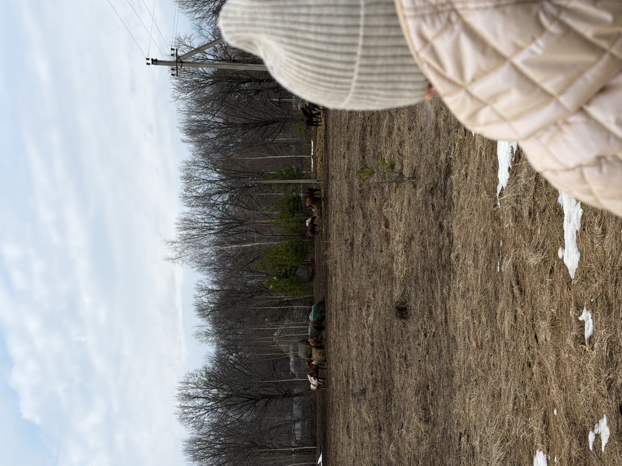 The image depicts a rural scene, potentially in the vicinity of Noviy, Russia, given the context. The foreground features a field of dry grass with patches of melting snow. Several horses are grazing or standing near a hay bale, partially covered by a green tarp. In the background, a line of leafless trees stands against a cloudy sky, with a power line visible above the trees. The image also includes portions of a person's clothing in the foreground, including a light-colored quilted jacket and a knit hat. The overall environment suggests early spring or late winter.