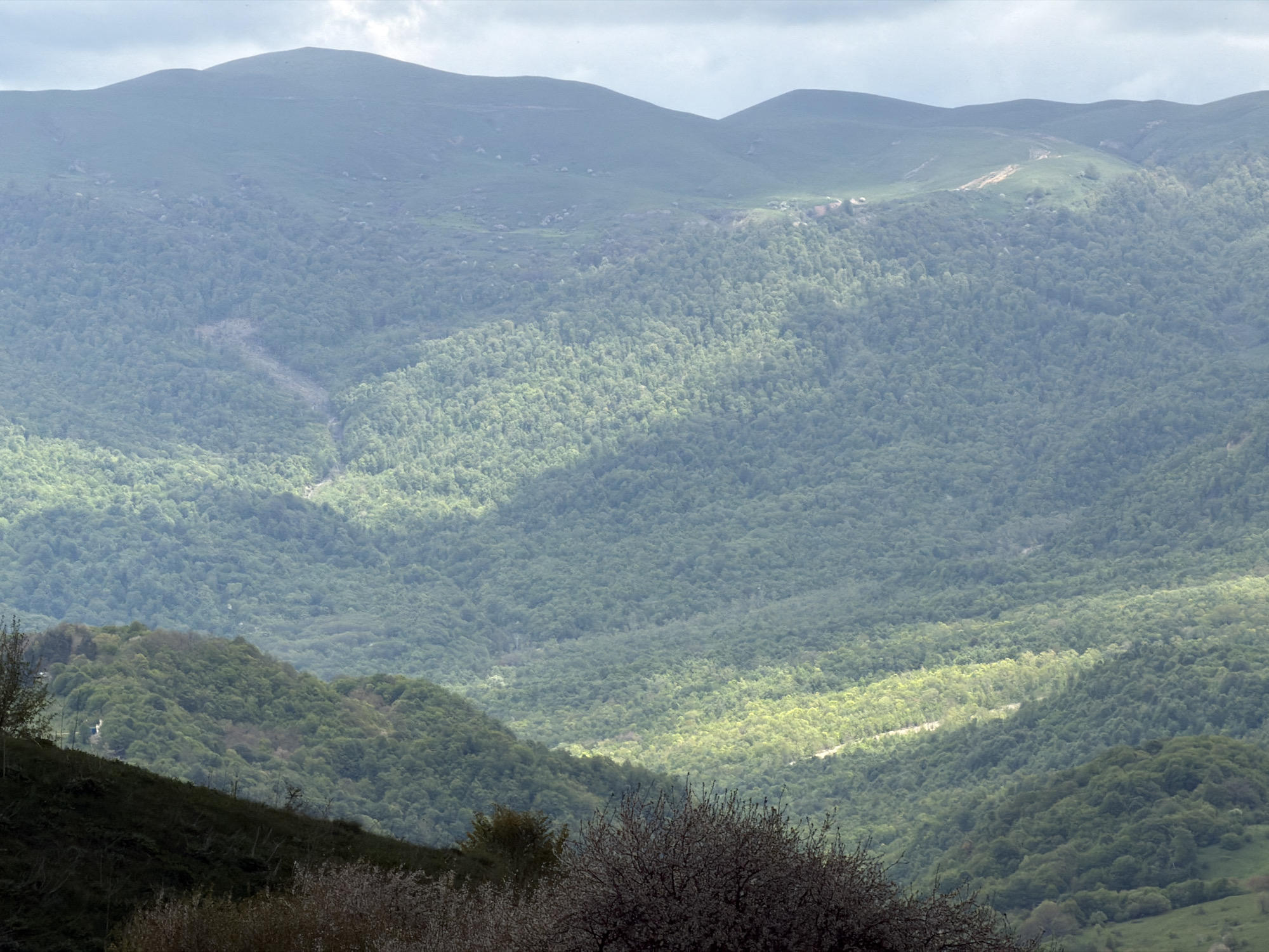 The image shows a mountainous landscape filled with lush green vegetation, likely a forest or dense woodland. The scene is bathed in soft, diffused light, with patches of sunlight filtering through the trees, creating a dappled effect. Several ridges of hills and mountains recede into the background, their peaks shrouded in a light haze.
The location of the image is not specified in the question. If the location is Verona, Georgia, it is probably a rural area. There are no people or man-made objects visible in the main part of the scene, suggesting a remote or relatively untouched natural environment.
The foreground contains some shrubs and trees with bare branches, possibly indicating the transition between seasons or a specific type of flora common to the region. The overall impression is one of tranquility and natural beauty, with a focus on the dense forest and rolling hills.