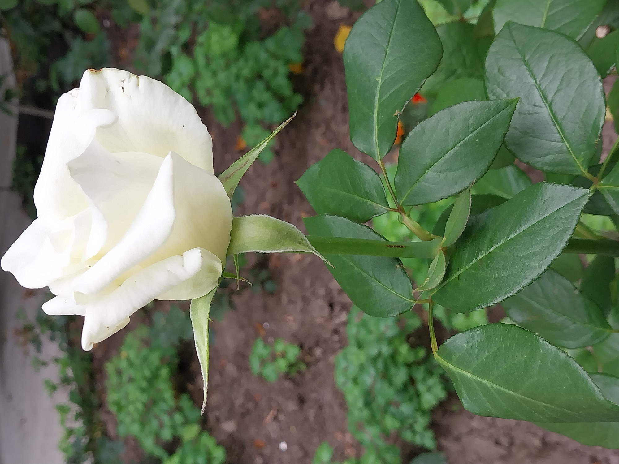 A single white rose in bloom is the central subject of this close-up, vertical, outdoor photograph. The rose is positioned in the upper portion of the frame, facing slightly to the right, with its petals gracefully unfurling. Its stem is visible, leading down to several dark green leaves with serrated edges. The background is a garden setting with brown soil and out-of-focus green foliage, suggesting a natural or cultivated environment. There are no people or animals visible in the image. The lighting appears to be natural daylight. The image does not contain information that would indicate its specific location in Dnipro, Ukraine.