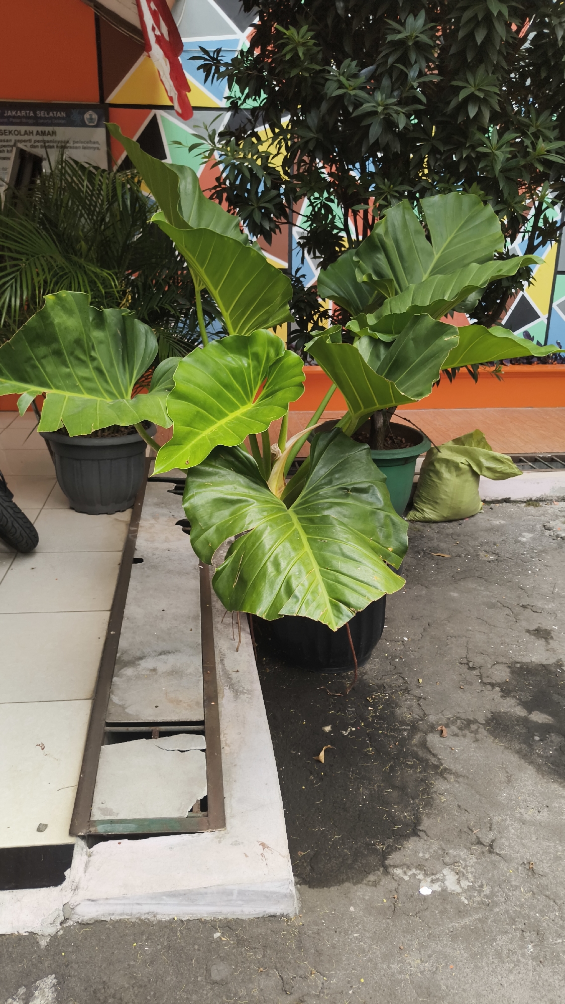 The image depicts an outdoor scene in South Jakarta, Indonesia, likely in front of a building. The foreground is dominated by large, leafy green plants in black and grey pots. One large plant with heart-shaped leaves is prominent in a black pot. To the left, another potted plant with similar large leaves is partially visible. Behind these, a brightly colored, geometric mural adorns the building's facade, featuring shades of orange, yellow, green, blue, and red. Trees with dark green foliage are visible in front of the mural. In the middle ground, a green plastic bag is placed on the ground next to a green pot. The ground surface is paved with tiles and asphalt, with some areas appearing wet or dirty. A metal grate and some concrete structures are also present. A small portion of a black tire is visible on the far left of the image. There are no people visible in the scene. The overall impression is of a moderately maintained outdoor area adjacent to a building with a decorative mural.