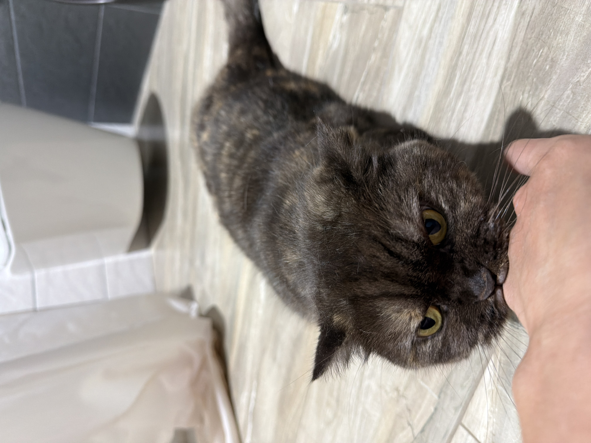 A gray and brown cat is being petted by a human hand on a light-colored tile floor. A toilet is partially visible in the background. The location is unknown, and there is no evidence to suggest it is in Chaikovsky, Russia.