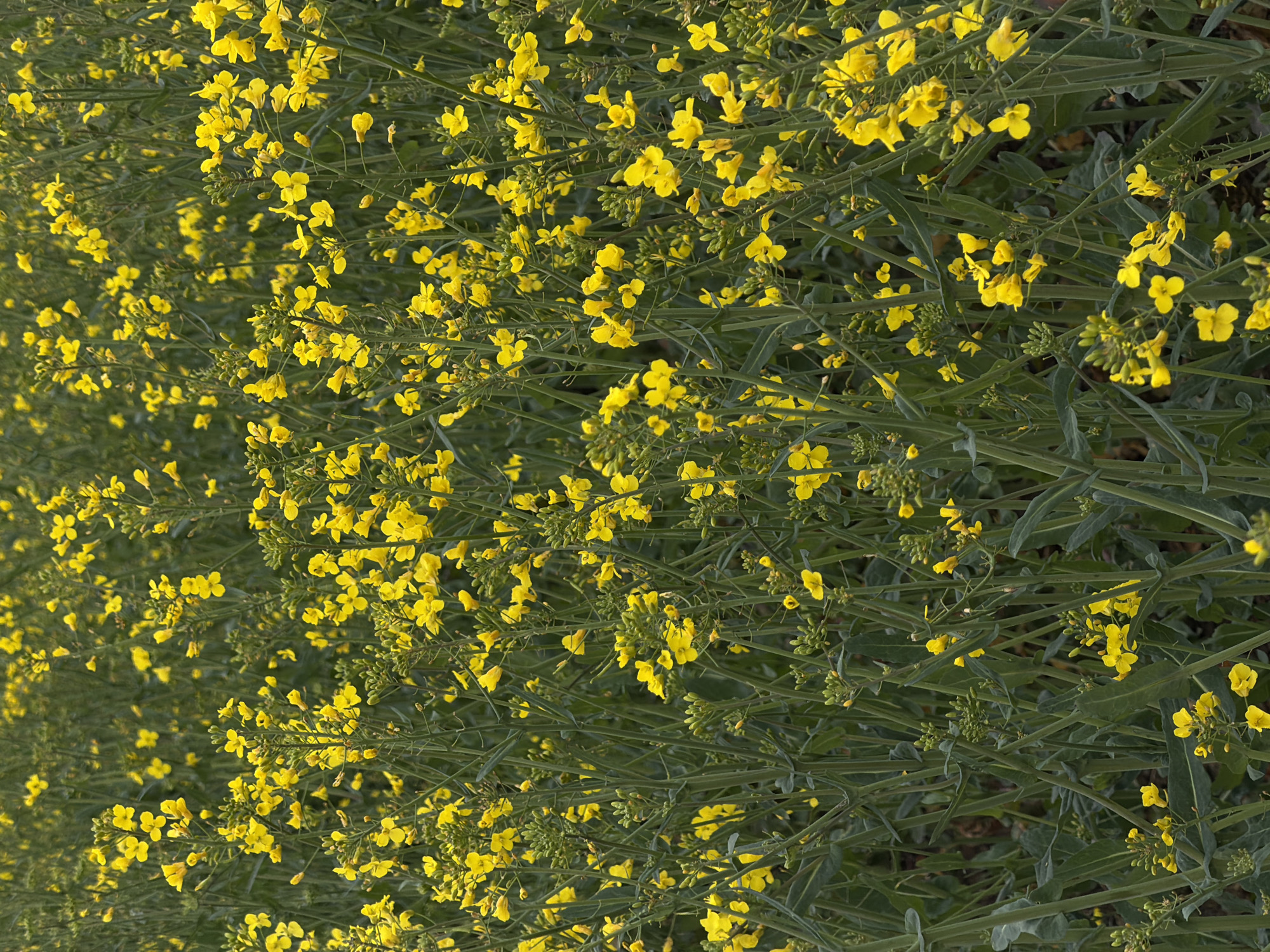 The image depicts a field of flowering rapeseed (Brassica napus) plants. The location is potentially in or near Auvers-sur-Oise, France based on the user prompt but there is nothing in the image to conclusively confirm this location. The plants are densely packed, with bright yellow flowers dominating the view. Green stems and leaves are visible amongst the blossoms. There are no people, animals, or structures depicted in the frame.