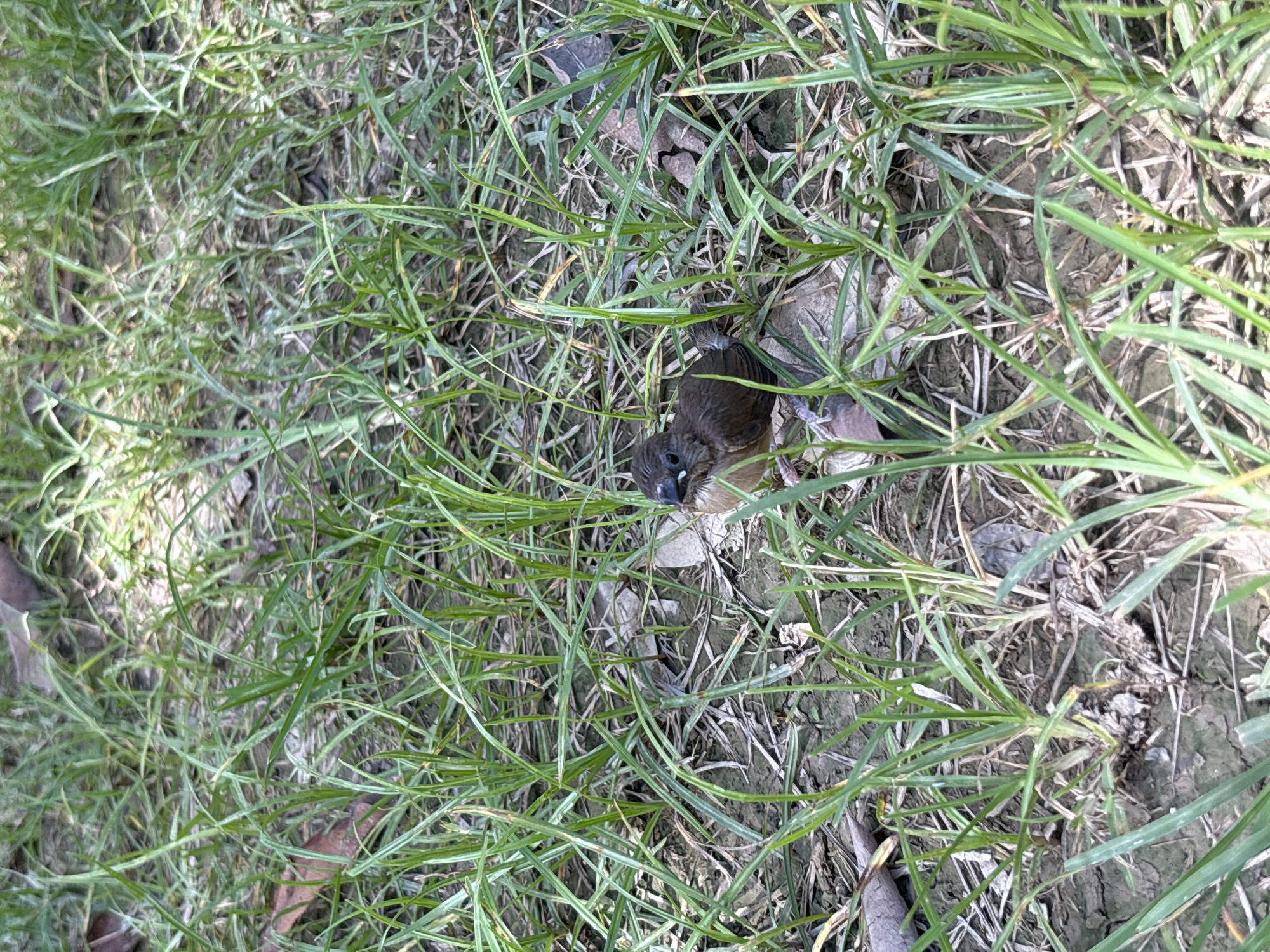 A small, brown bird lies dead amidst green grass and dry dirt in Pecatu, Indonesia. The bird is positioned centrally in the frame, nestled among the blades of grass. The surrounding environment is mostly dirt with sparse patches of green grass. The ground is cracked and dry. The lighting is bright.