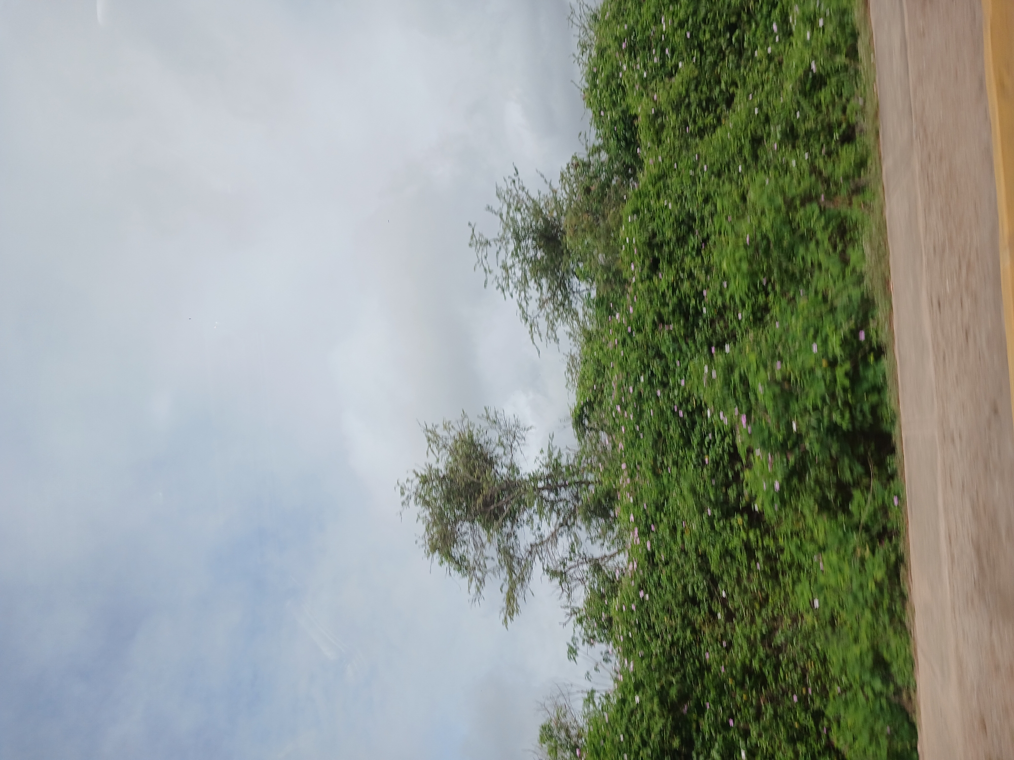 The image shows a cloudy sky above a dense green landscape of trees and bushes, some of which have small pink flowers. A dirt road runs along the bottom of the frame. The overall impression is of a natural scene in El Valle del Espíritu Santo, Venezuela, possibly taken from a moving vehicle due to the slight blurriness. There are no people or specific man-made structures visible besides the road.