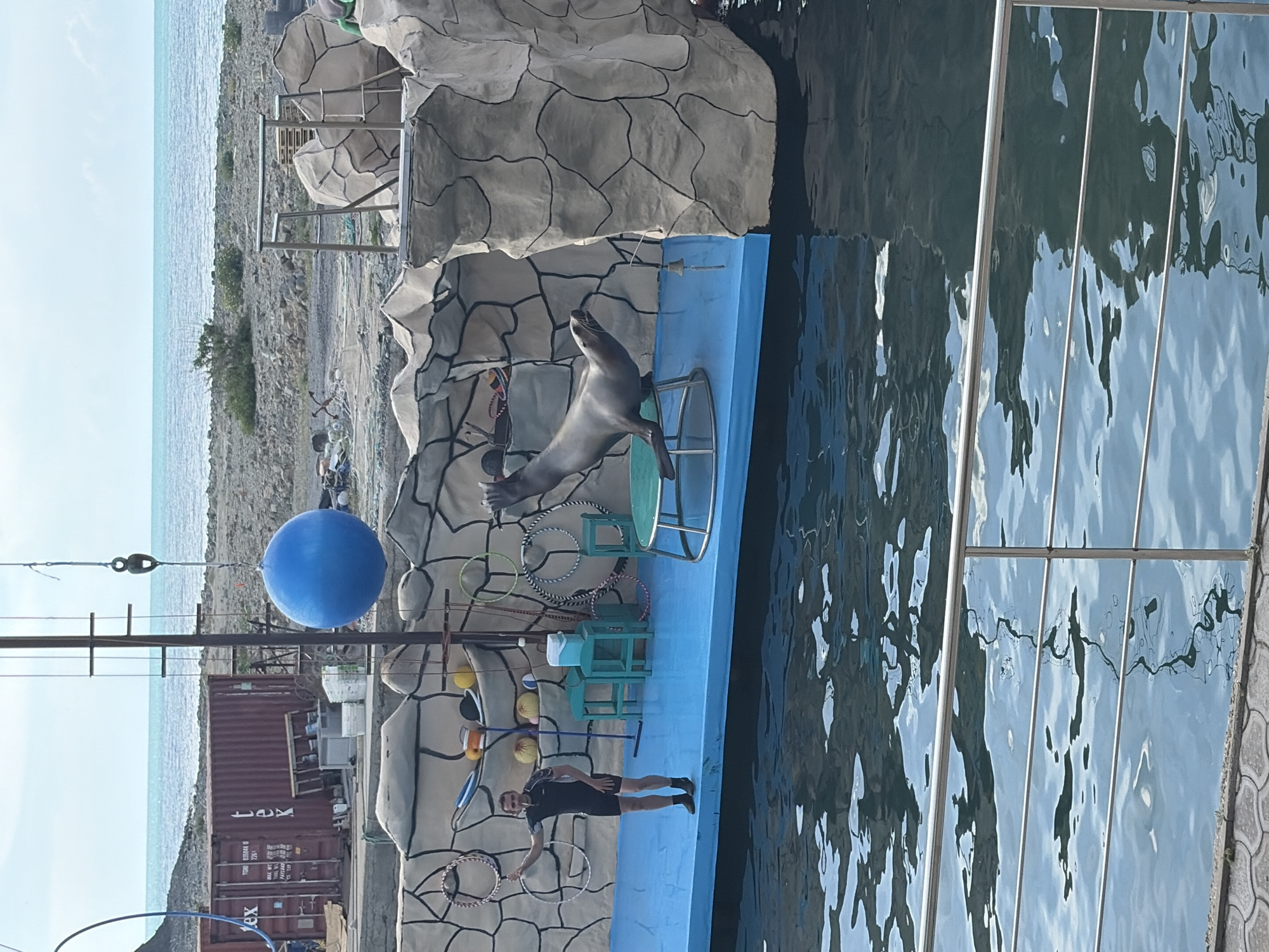 This image depicts an outdoor marine animal show or training session taking place by a body of water in the city of Unknown, Unknown. In the foreground, dark blue water with ripples reflects the sky, bordered by a grey tiled edge and a silver metal railing with three horizontal bars.
The main focus is a blue elevated stage-like platform positioned above the water. On the left side of this platform, a male trainer stands, facing slightly right. He has short dark hair and is wearing a black wetsuit-style short-sleeved top and black shorts with dark socks. He holds several white and silver hula hoops in his left hand, his right arm bent. To his right, a large, dark grey sea lion is performing, standing upright on its front flippers atop a circular stand with a green surface. Its head is tilted back, mouth slightly open, appearing to vocalize or perform an action directed upwards and to the left.
Behind the stage is an artificial rock-like backdrop, constructed from light grey panels with black outlines to simulate natural rock formations. Various props are visible on and around the stage, including two small turquoise tables, a white cooler, and several other hula hoops leaning against the backdrop. A tall, thin metal pole extends upwards from the stage, from which a large, bright blue inflatable ball hangs by a rope and hook, positioned above and slightly behind the sea lion.
In the mid-ground beyond the stage and backdrop, the environment appears rugged and partly industrial. To the left, several large red shipping containers, some marked "tex," are stacked on a rocky, uneven ground. To the right, the ground is stony with sparse green vegetation. The background features a calm, light blue sea under a pale blue, hazy sky.