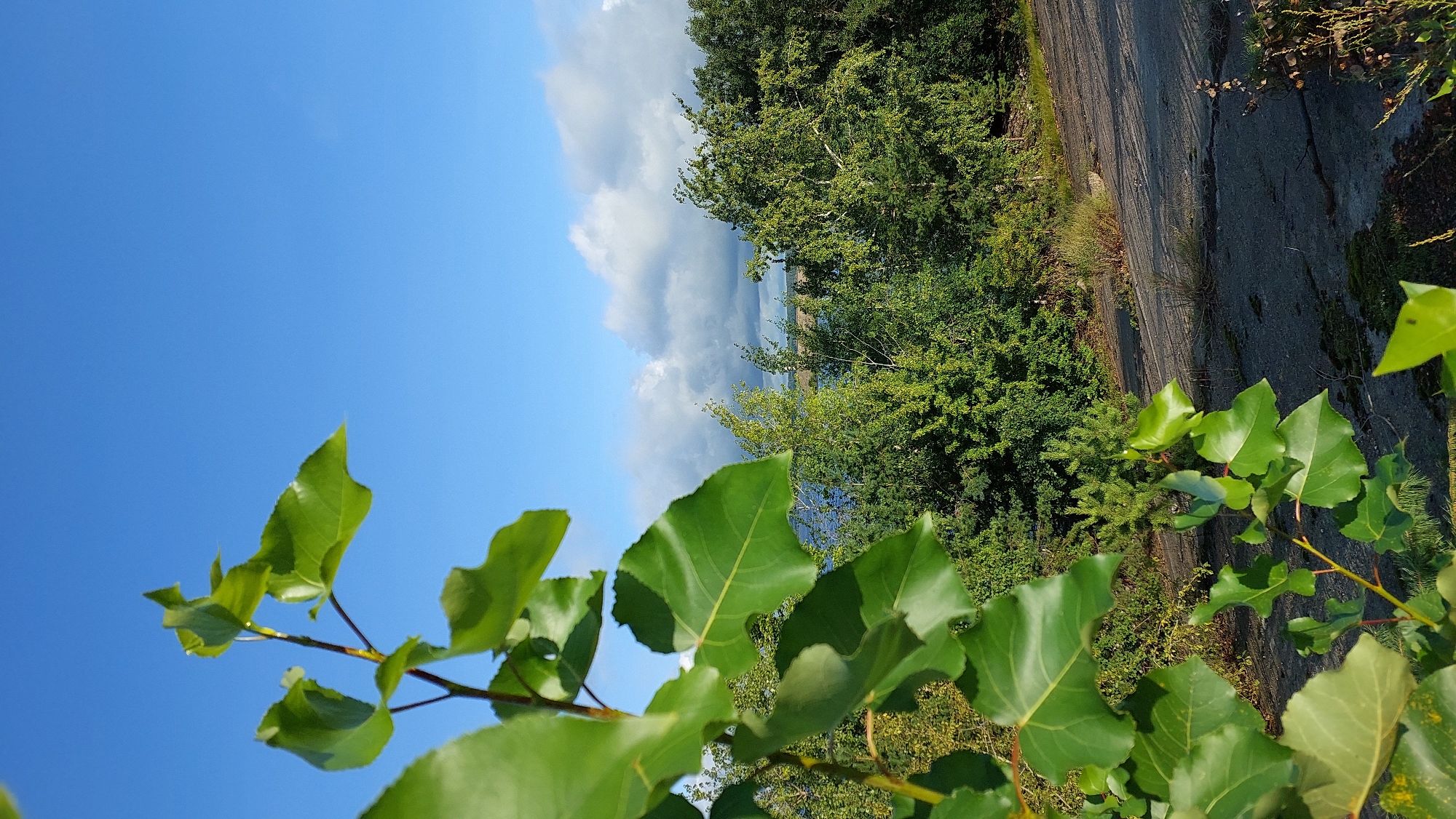 In a natural outdoor setting, lush green foliage dominates the foreground, with large, vibrant leaves creating a shallow depth of field. Beyond the leaves, a dense line of trees stretches across the midground, interspersed with a body of water and a wide expanse of sky. The sky is a brilliant blue, marked by scattered, fluffy white clouds, some of which are tinged with gray. The ground in the foreground and midground appears to be a rough, dark surface, possibly asphalt or dirt, with sparse vegetation and some scattered debris. The overall scene suggests a bright, clear day in a natural environment, with a focus on the interplay of light and shadow on the leaves and trees.
