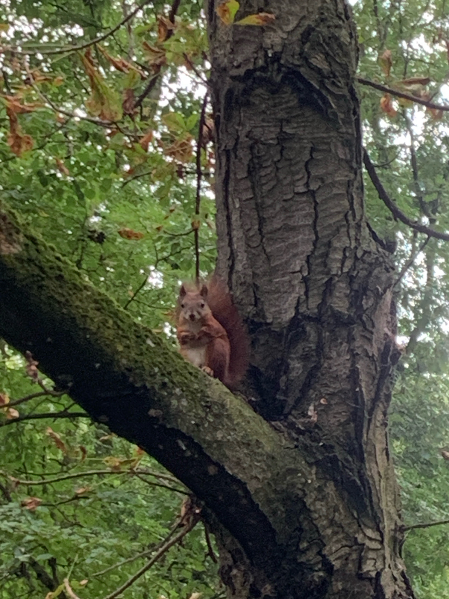 A red squirrel is perched on a moss-covered tree branch, looking directly at the camera. The squirrel has a bushy tail and is holding its paws together in front of its chest. The background is a blur of green foliage and tree trunks, suggesting an outdoor setting in a park or forest. The image appears to be taken in Lviv, Ukraine, possibly in the Stryiskyi Park or the Shevchenkivskyi Hai open-air museum.