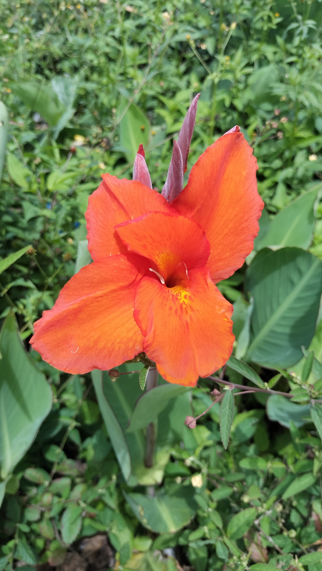 An orange Canna lily flower is in full bloom, centered in the frame. The petals are a vibrant orange, with yellow speckles in the throat of the flower. Two unopened buds, a deep pinkish-red, are visible above and to the left of the bloom. The flower is surrounded by lush green foliage, with large, elongated leaves characteristic of Canna lilies. The background is a blur of green, indicating a garden or natural setting. There are no people or animals present in the image. The image appears to be a close-up shot, focusing on the detail of the flower. The lighting suggests it was taken during the day, with natural light illuminating the scene. The overall impression is one of natural beauty and vibrant color. This image could have been taken in any garden in Panteraya, Indonesia, as Canna lilies are a common ornamental plant in tropical and subtropical regions, including Indonesia.