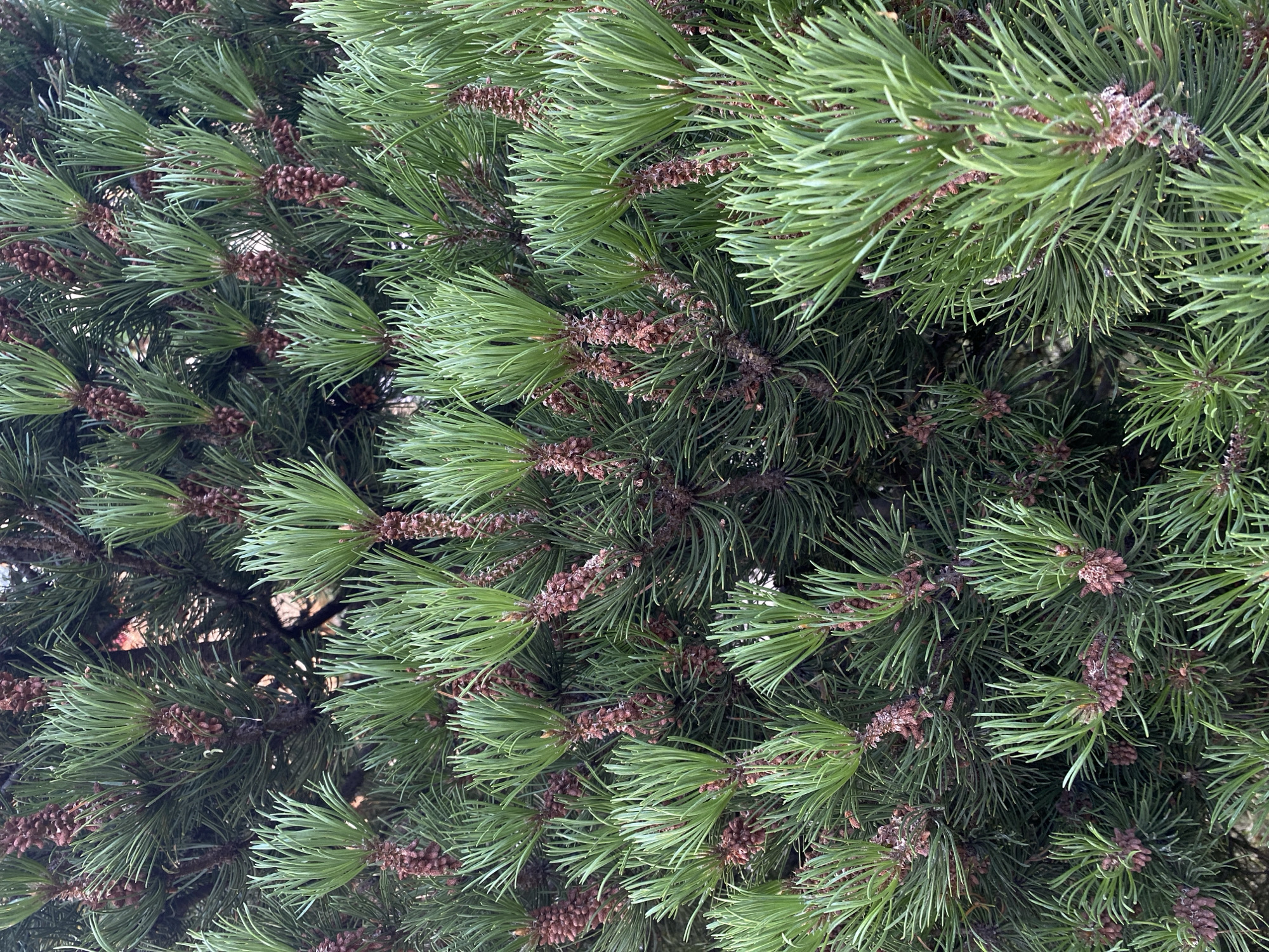 This is a close-up, eye-level, outdoor, natural light photograph of the dense foliage of a pine tree in Kuyuki, Russia. The image is filled with vibrant green pine needles, some appearing fresher and lighter green at the tips, clustered in groups of two or three. Brownish-red pine cones are visible, clustered together along the branches, some appearing to be in developing stages. The branches themselves are a darker, woody brown. The background is a dark, blurred mix of shadows and darker pine branches, suggesting a thick canopy. There are no people or any artificial objects visible in the frame. The overall impression is one of lush, natural growth.