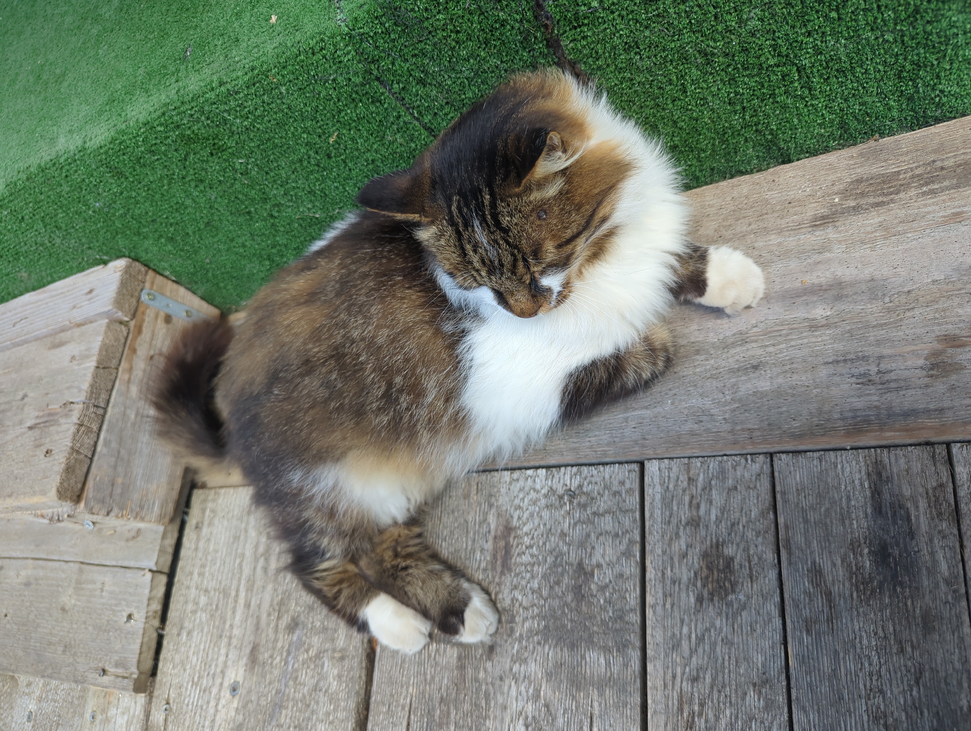 A long-haired domestic cat with brown, white, and black markings is lying down on a wooden surface adjacent to a patch of artificial green turf. The cat is positioned diagonally across the frame, with its head facing the lower right corner. Its eyes are closed, and its body is relaxed. The wooden surface appears to be decking or a porch, with visible grain and some signs of wear. The artificial turf is a vibrant green and has a dense texture. The scene is outdoors, likely in a yard or garden area. The image was taken in the city of Vratsa, Bulgaria.