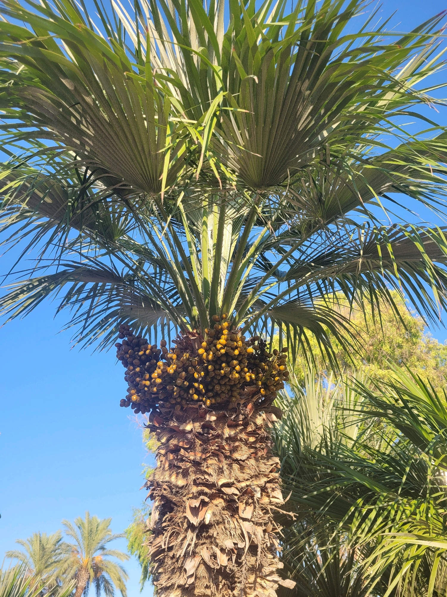 A low-angle, full shot captures a date palm tree laden with numerous yellow-green dates against a clear blue sky. The rough, brown bark of the tree's trunk is visible, and its large, fan-shaped fronds spread outwards. In the background, the bright green foliage of other trees and palm trees is visible, suggesting a warm, sunny day. The scene is located in Trachoni, Cyprus.