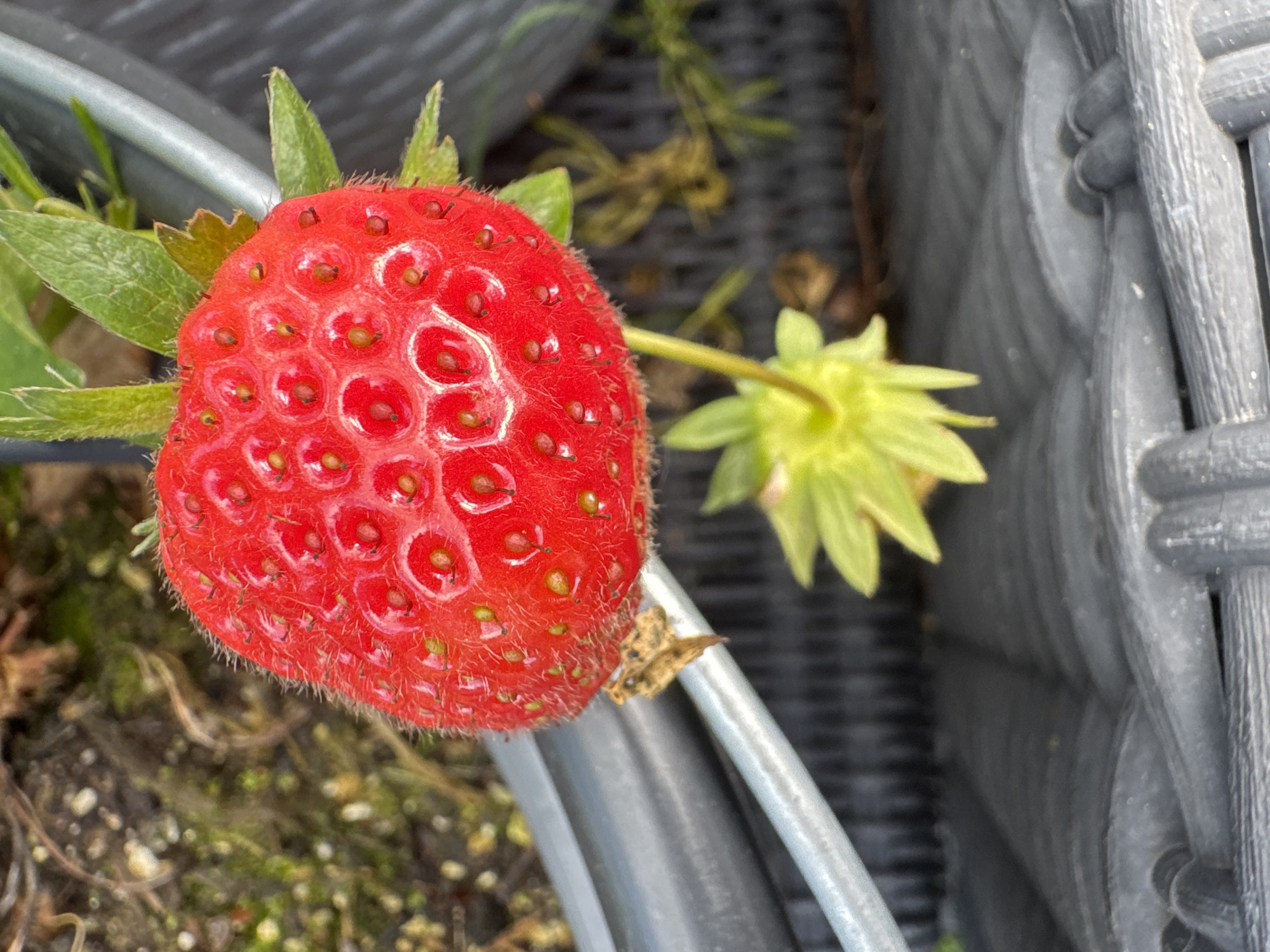 A close-up, high-angle shot shows a ripe strawberry in the upper center of the frame. The strawberry is bright red and covered in small seeds, with some white glistening on its surface. A few green leaves are visible behind the strawberry, and a single green stem extends downwards from the bottom of the fruit, supporting a pale green calyx. The background is blurred, with dark, woven material occupying the lower portion of the image and a patch of dark soil with some green moss visible in the upper left corner. A silver-colored metal rod runs diagonally across the frame, partially obscuring the strawberry. The overall lighting is bright, suggesting an outdoor setting.