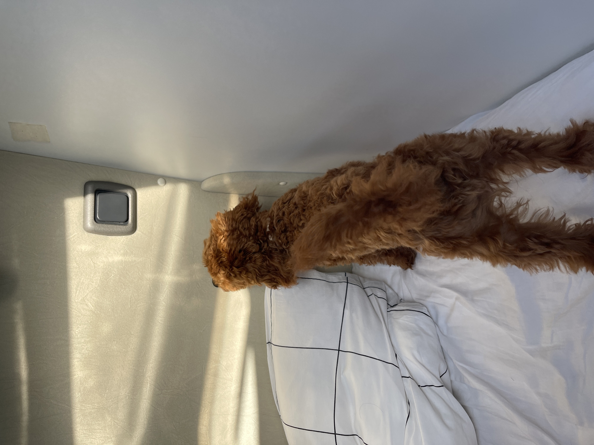 The image displays an indoor scene in Koprinka, Bulgaria, featuring a reddish-brown, fluffy canine standing on a bed. The dog is positioned with its back and hindquarters partially visible, its head turned left and looking upward towards a wall. Its tail is elevated and slightly curled. The bed is covered with white bedding, including a large white pillow with a distinct black grid pattern, situated against a textured beige wall. Sunlight enters the space, casting prominent horizontal and diagonal shadow stripes across the beige wall. A gray, rectangular light switch with a dark gray square button is mounted on the upper portion of the beige wall, near the right edge of that wall section. To the right of the beige wall, a plain, smooth white wall is visible. No other subjects are present.