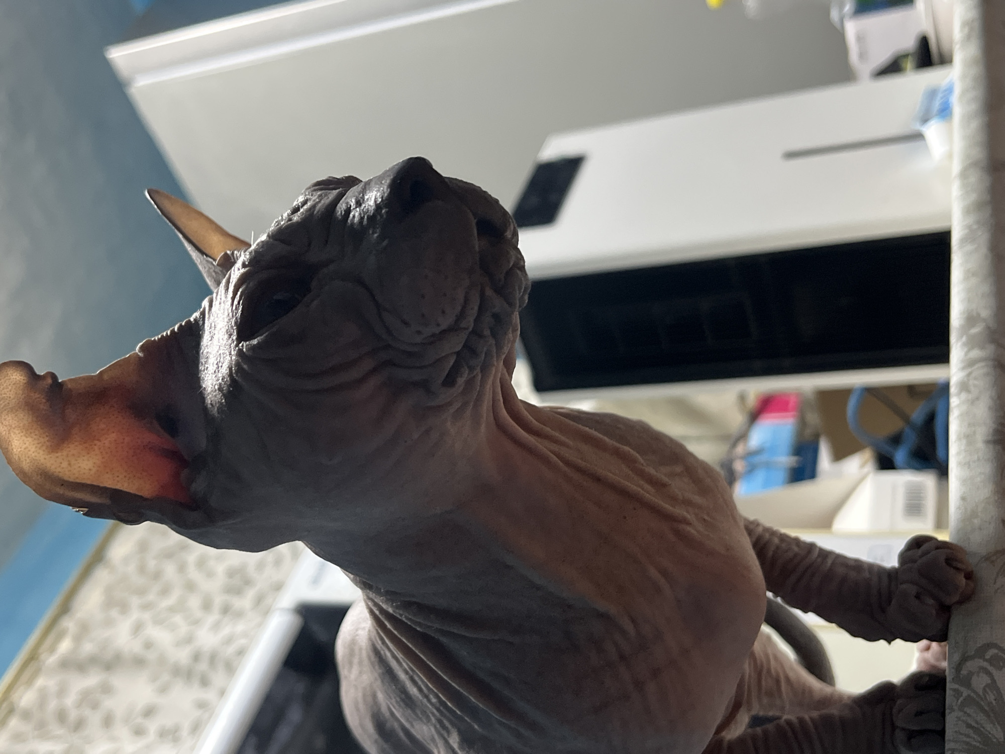 A low-angle, medium shot captures a hairless Sphynx cat with wrinkled grey skin standing on a ledge. The cat's head is turned to the right, and its ears are large and prominent. The background is blurred, with a white rectangular object, possibly an appliance, to the right of the cat. The wall behind the cat has a textured pattern, and the ceiling appears to be painted light blue. The scene suggests an indoor setting, likely a home.
