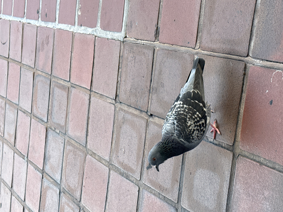 A common rock dove (pigeon) stands on a paved outdoor surface in Hialeah, United States of America. The bird, positioned in the lower center of the frame, features a grey head with a visible reddish-orange eye and a white cere above its beak. Its body and wings are covered in a mottled pattern of grey and white feathers. Its legs and webbed feet are reddish-orange. The ground consists of numerous square, reddish-brown interlocking pavers, exhibiting signs of wear and varying levels of discoloration. Visible grout lines separate the individual tiles. A shadow is cast directly beneath the pigeon, indicating a light source from above. No other subjects, individuals, or objects are present in the immediate vicinity, and no active interactions are depicted.