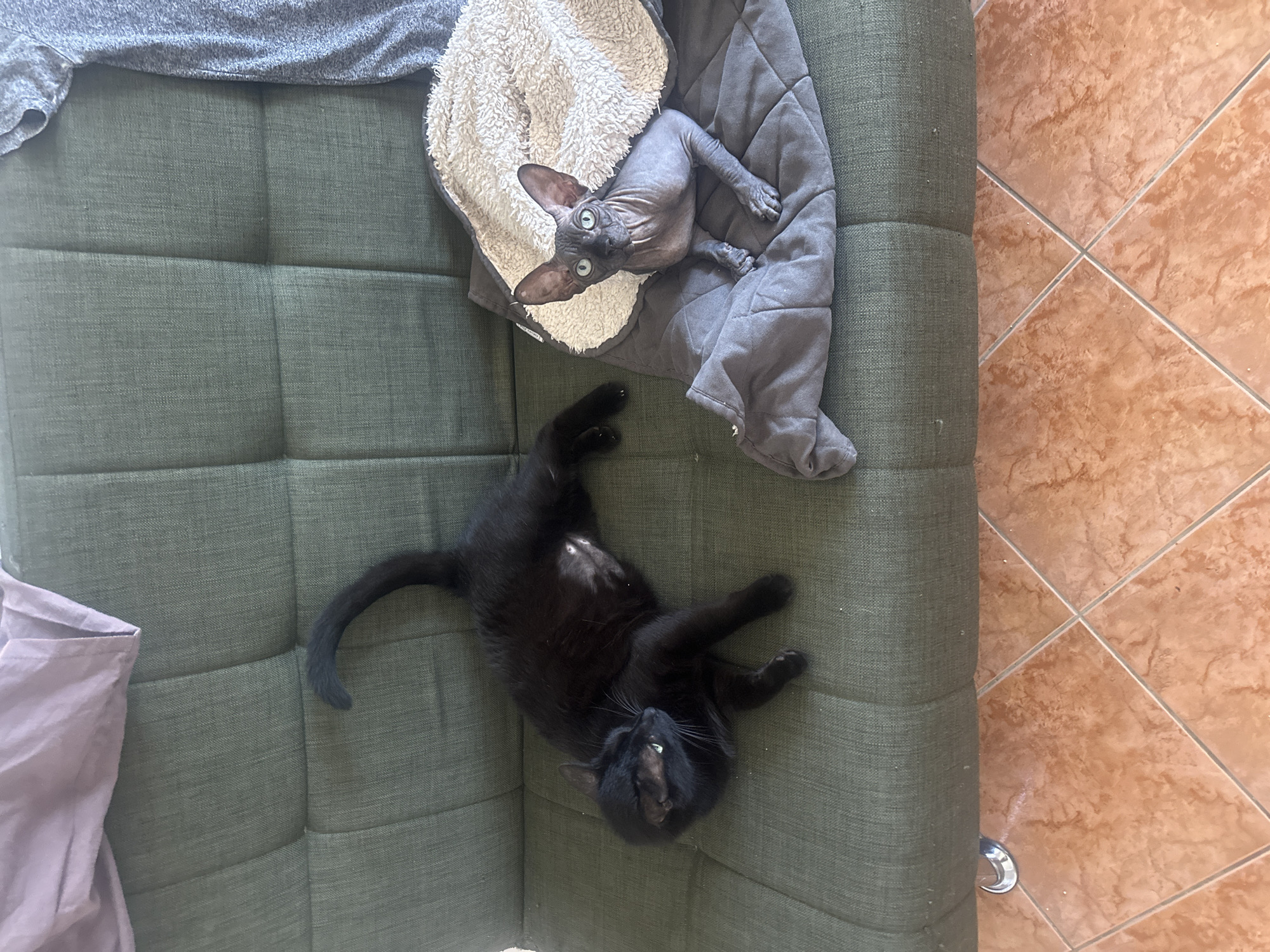 Two cats are lying on a green sofa. A black cat is on the left, lying on its back with its paws up. A hairless Sphinx cat is on the right, peeking out from under a beige and gray blanket. The sofa is in a room with tiled floors. The image appears to be taken in Budva, Montenegro.
