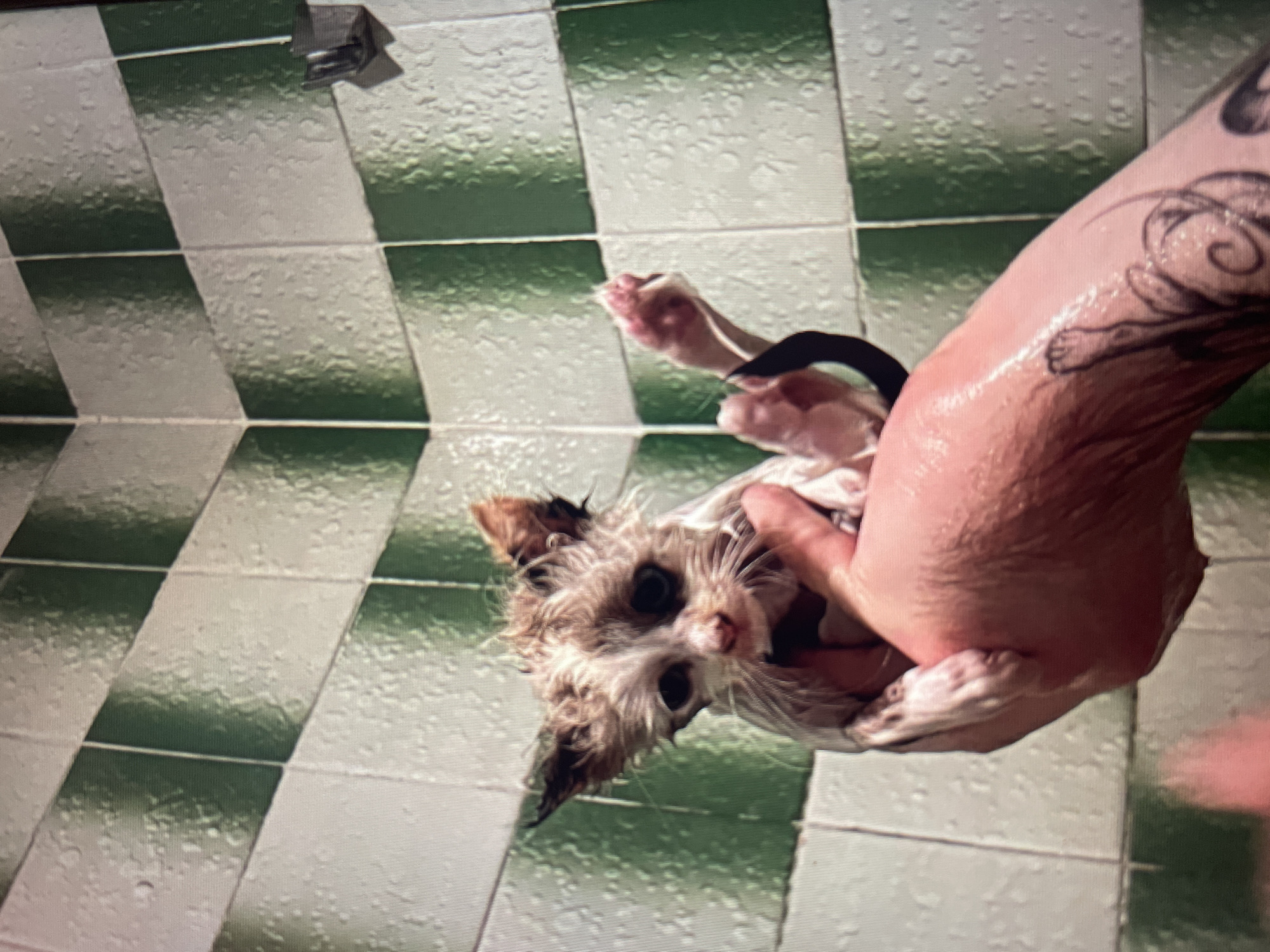 A wet, white and brown kitten with large, dark eyes and matted fur is being held in a person's hand. The kitten is positioned upside down, with its front paws outstretched. The background consists of a tiled shower wall with alternating green and white tiles. Water droplets are visible on the tiles. A shower head is also present on the wall. The person's hand has tattoos on it. The image is taken in a bathroom. The location of this scene in the city of Shpykolosy, Ukraine cannot be determined from the provided image.