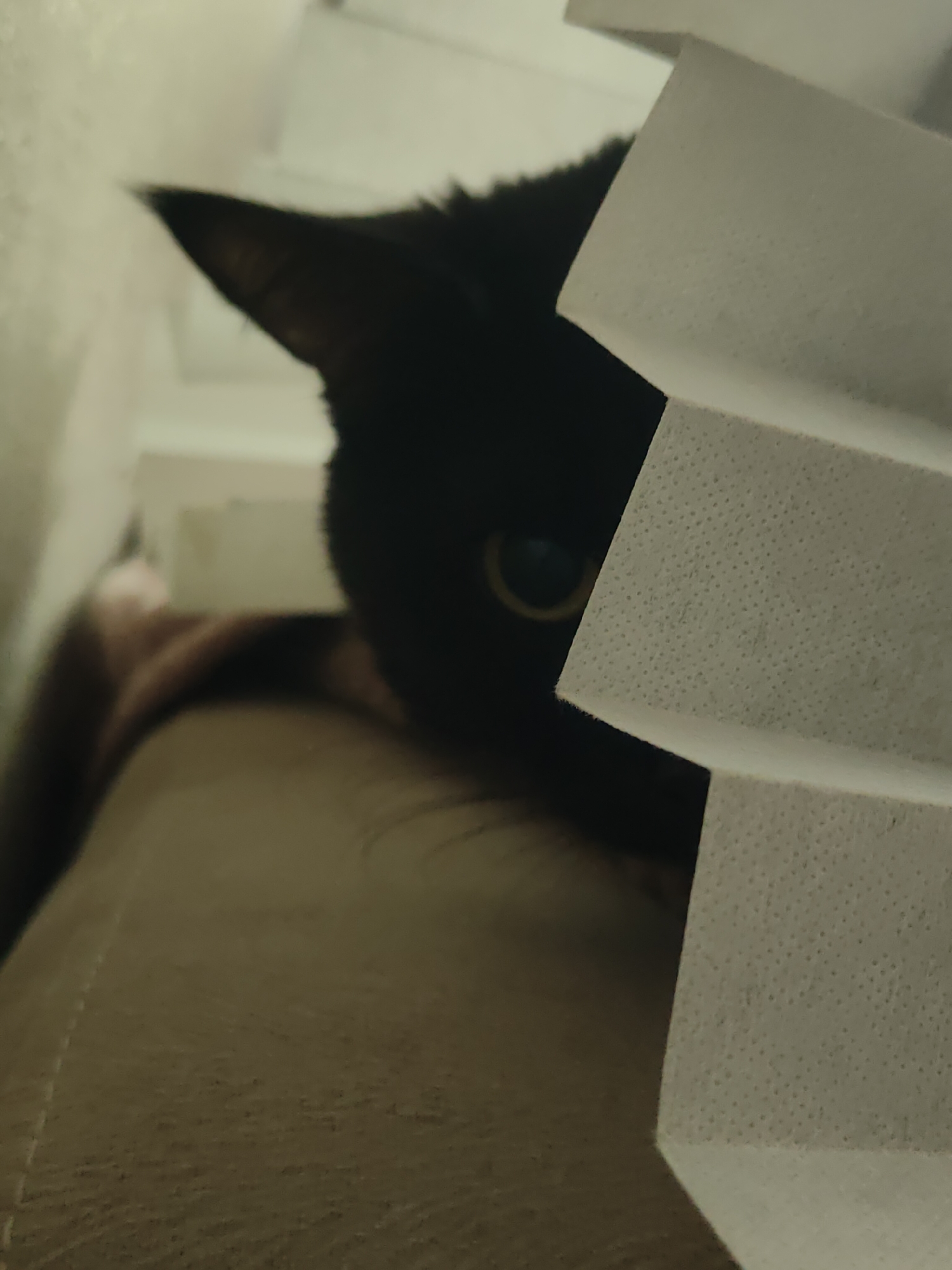 A black cat is partially obscured by a stack of white, embossed paper products, possibly toilet paper, in an indoor setting. The cat's face is mostly in shadow, with only one visible yellowish-green eye. A pointed ear is visible on the left side. The cat rests on a tan fabric surface, possibly a cushion or piece of furniture. The environment appears to be a room with white walls or surfaces in the background. The location is not discernible from the image.