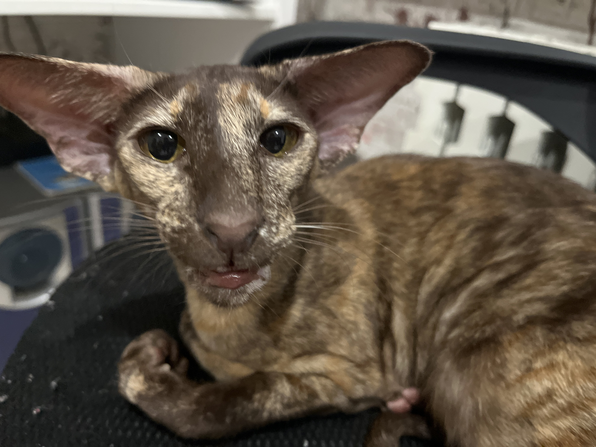 A close-up, color photograph depicts a brown and tan cat, possibly an Oriental Shorthair, lying on a black surface. The cat faces the camera, with its tongue slightly protruding. The cat's ears are large and prominent. Behind the cat, a chair with a black back and a white and black pattern is visible. In the background, there is a blurred shelf or surface with indeterminate objects. No specific information indicates this is Chaikovsky, Russia.