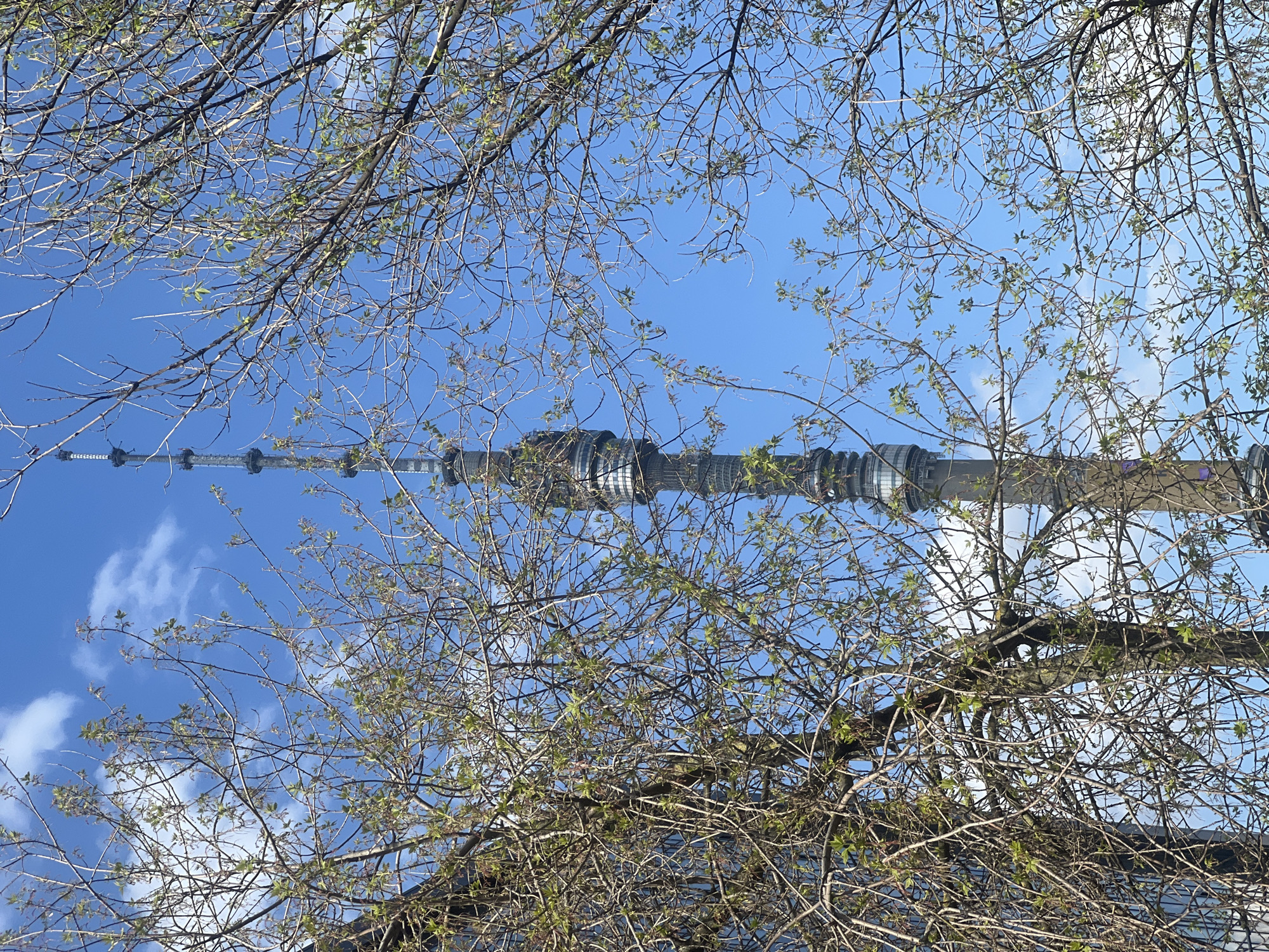 The image captures a view looking upwards through tree branches with budding leaves towards the Ostankino Tower in Moscow, Russia. The tower is centrally located and vertically positioned in the frame, with the tree branches acting as a partial foreground. The sky is blue with some wispy clouds visible. No people or distinct objects besides the tower and trees are visible. The location is Moscow, not Khimki.