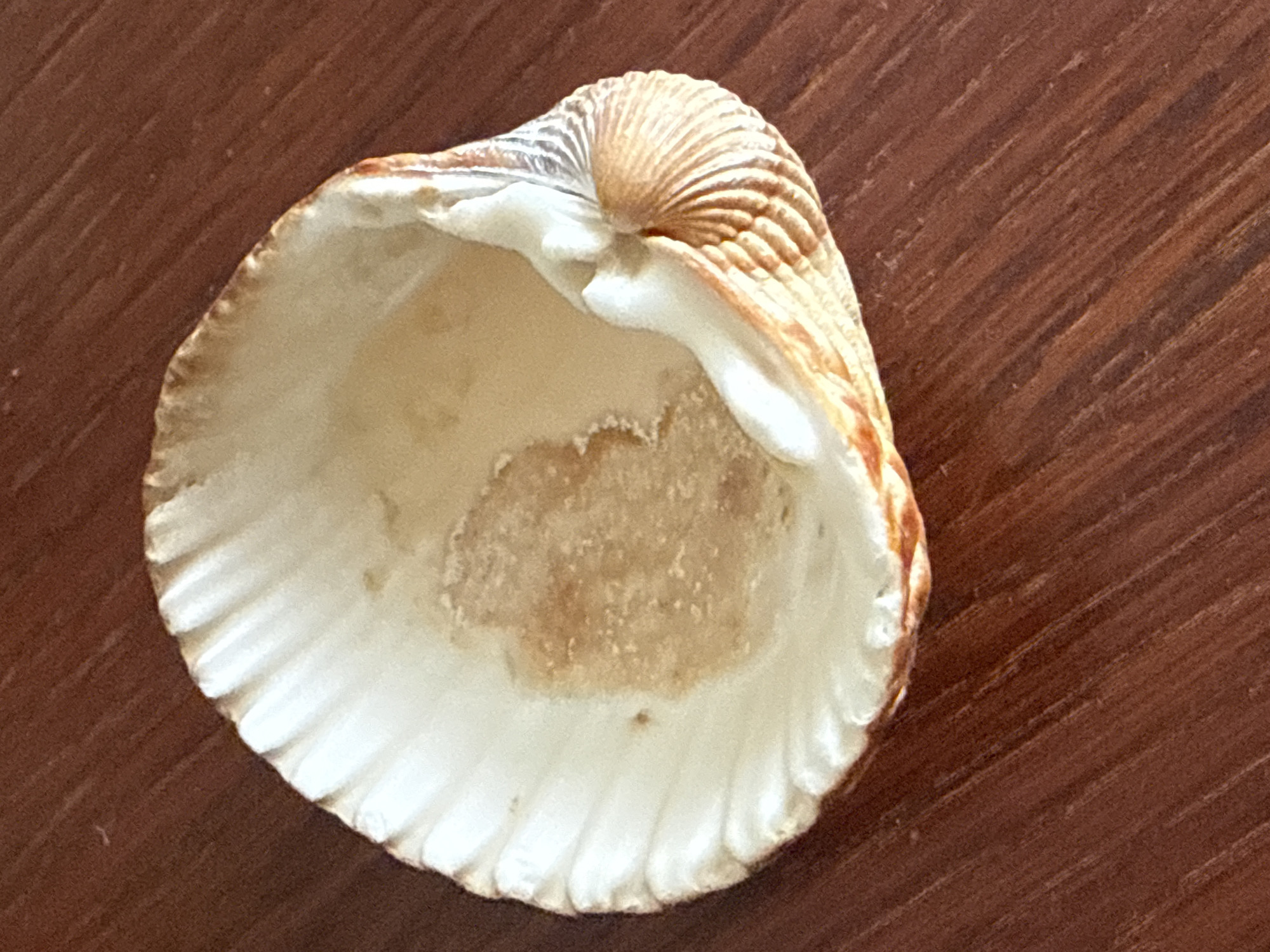 A close-up shot shows the interior of a seashell resting on a dark brown wooden surface. The seashell is oval-shaped with a ruffled edge and a pale interior that has a central patch of brown discoloration. The exterior of the shell, visible at the top, is ribbed and has tan and brown coloring. The wooden surface has a visible grain and appears to be a tabletop or plank. The lighting is direct, creating shadows and highlighting the texture of both the shell and the wood. There is no text visible in the image. The scene appears to be a still life, with the focus solely on the shell and its texture.