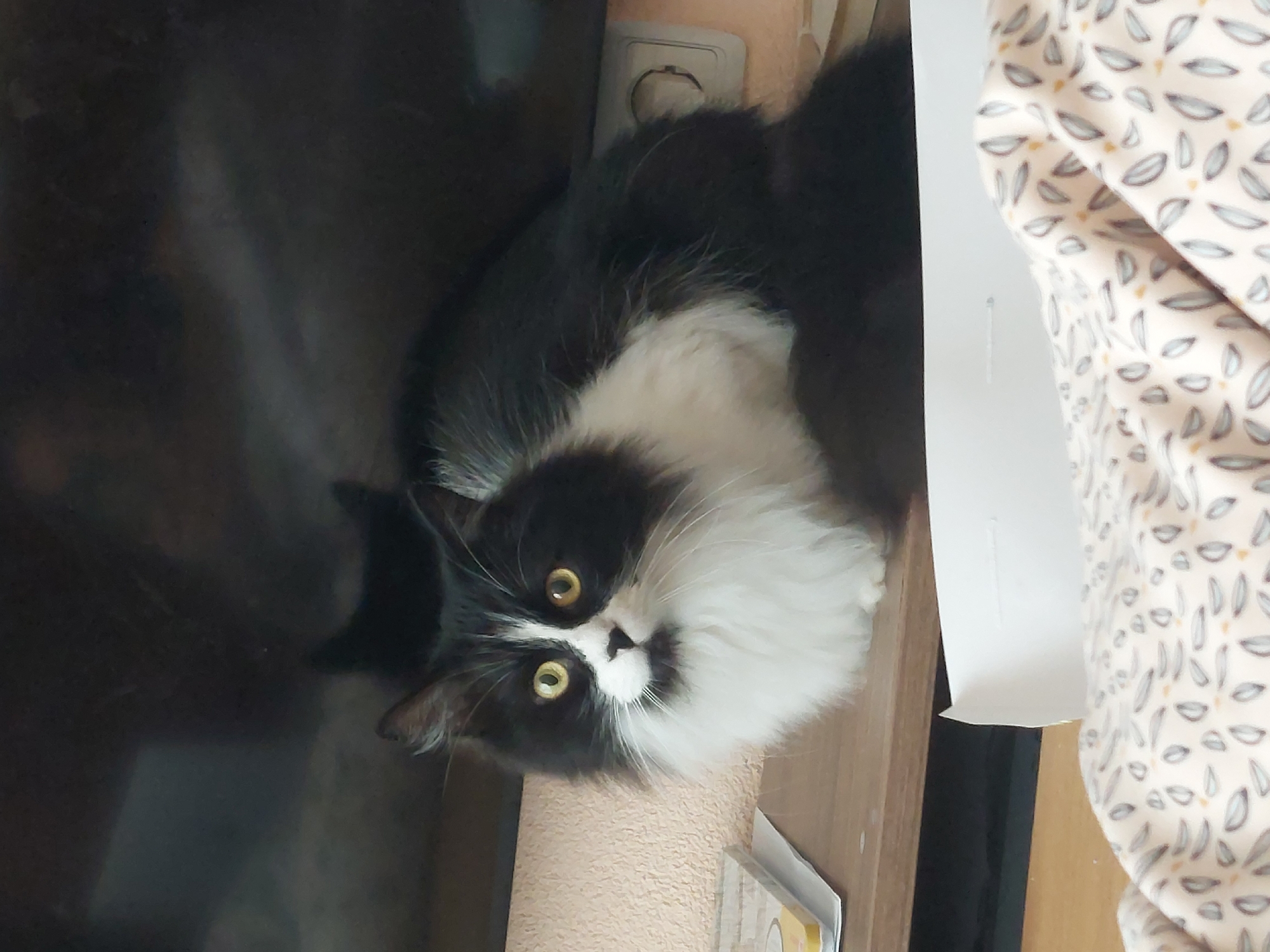 A black and white cat with long fur is positioned on a surface next to a television screen. The cat has bright yellow eyes and a distinctive black and white pattern on its face. To the cat's right, there is a beige wall with an electrical outlet visible. A patterned fabric is partially visible on the right side of the image. The location of the image is not discernible in the city of Plovdiv, Bulgaria based solely on visual information.