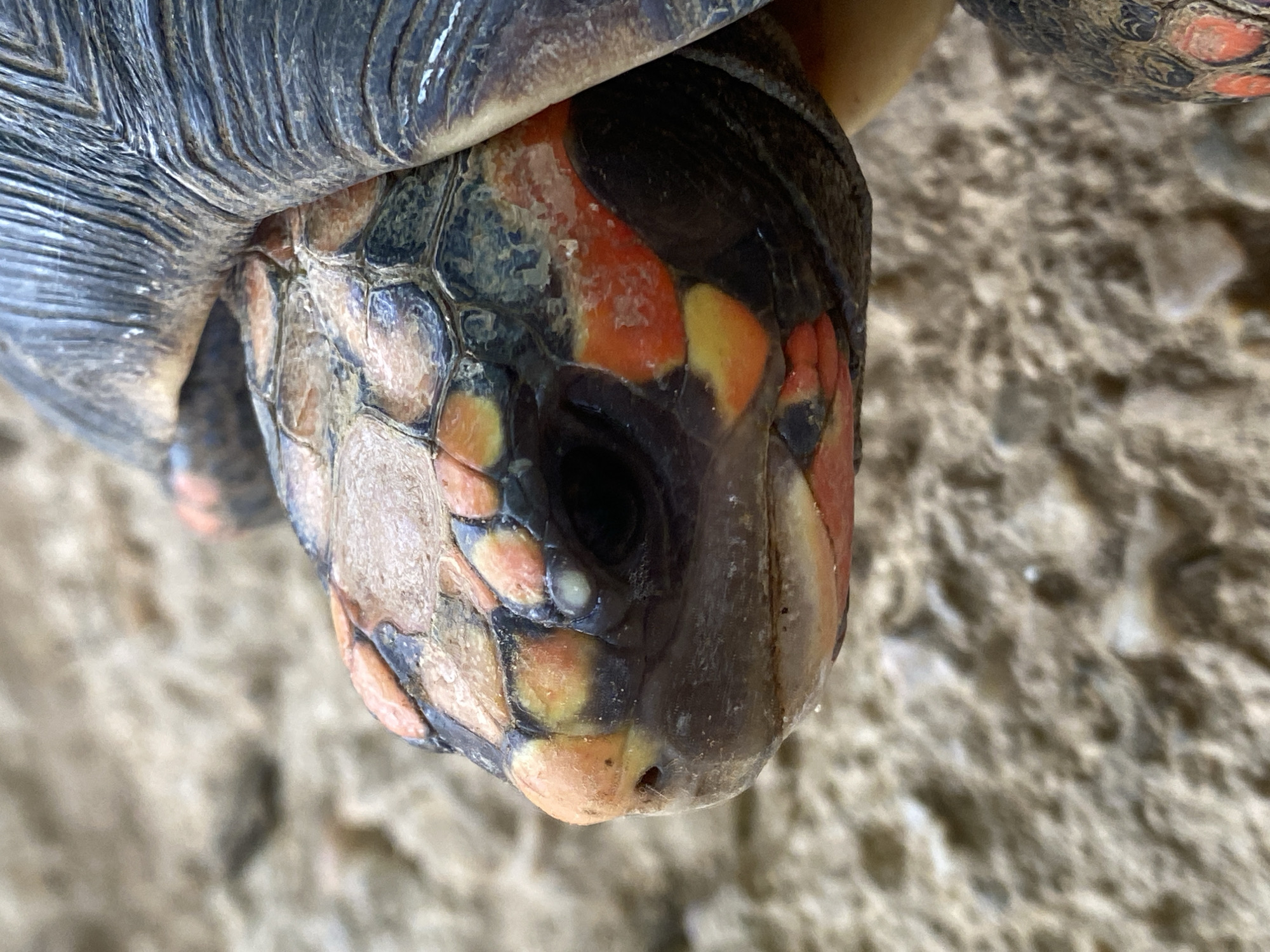 Close-up shot of a Red-Footed Tortoise head, displaying its patterned skin in shades of black, orange, yellow, and grey. The tortoise is in Tinaquillo, Venezuela. The background consists of a textured ground.