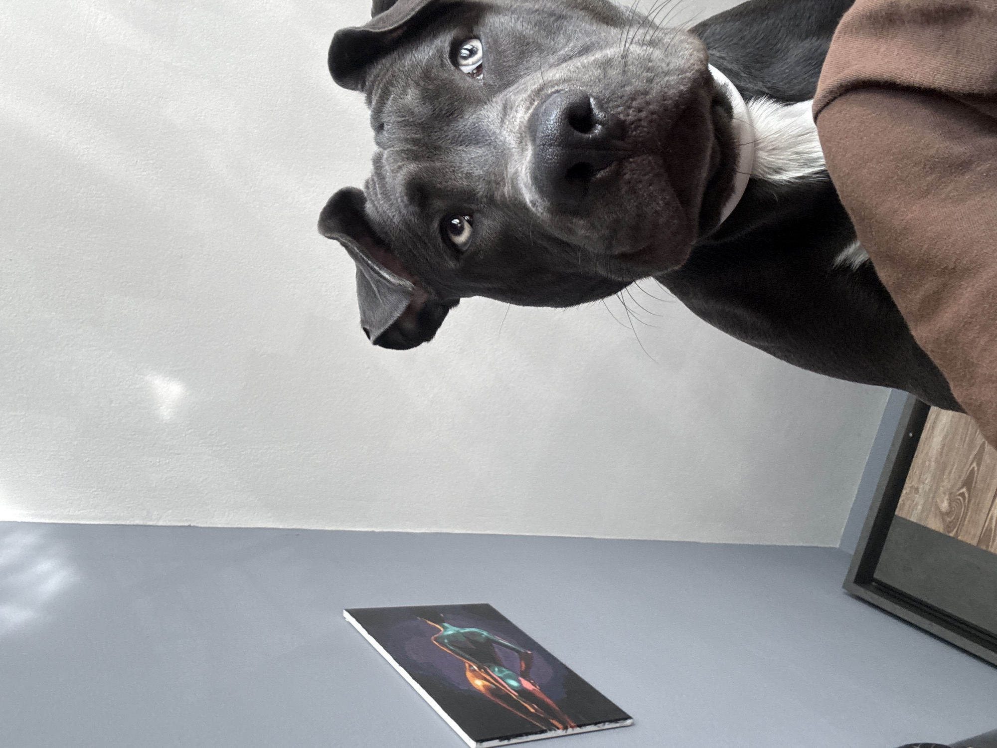 A low-angle, eye-level shot focuses on a gray pit bull dog wearing a white collar, looking down into the camera. A portion of a brown-sleeved arm is visible on the right. Below the dog is a small rectangular painting on a canvas depicting a nude figure in shades of green and orange. The floor is painted gray, and the wall is white. In the lower right, a portion of a framed picture can be seen. The location is indiscernible with the information provided, the setting appears to be indoors, but it is not possible to determine whether the setting is in Varna, Bulgaria.