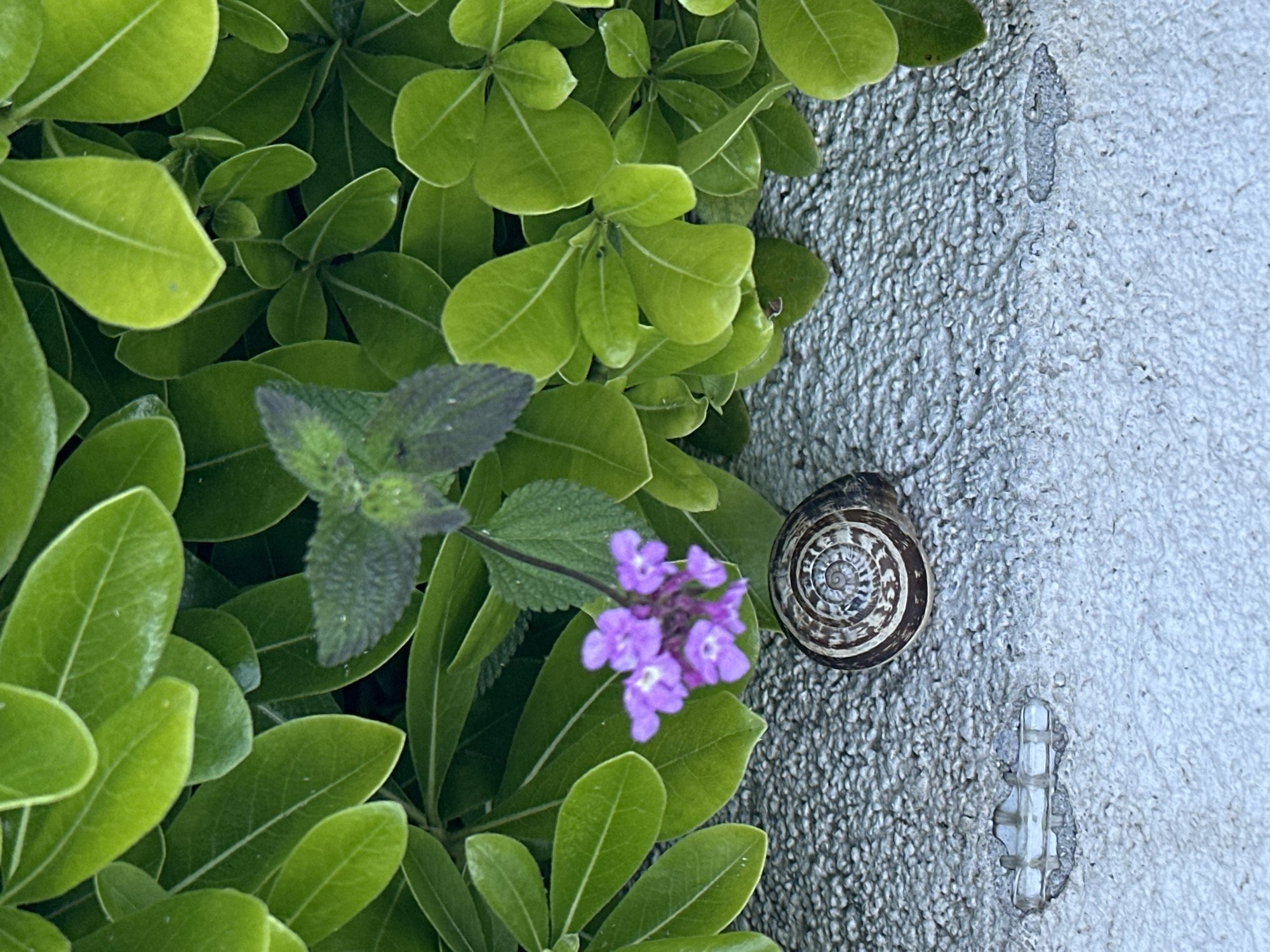 This close-up, vertically oriented outdoor image captures a serene scene featuring lush greenery, a small snail, and a textured wall. The left two-thirds of the frame are filled with vibrant, healthy green leaves, likely from a dense bush or ground cover, some displaying lighter venation. Amongst the green foliage, a stem with a cluster of small, delicate purple flowers emerges, and a darker, velvety-textured leaf is visible above them.
On the right, a rough, light grey wall, appearing to be concrete or stucco, provides a contrasting backdrop. A small land snail, with a distinctly patterned brown and white spiral shell, is resting on this textured surface. The wall also exhibits irregular depressions and a notable vertical crack where an internal structure, possibly rebar or wire mesh, is exposed.
The lighting is soft and even, suggesting daytime conditions without direct sunlight. There is no overt activity depicted, with the snail appearing stationary. The overall scene blends natural elements with a man-made structure. There is no visible text in the image. The location is Bar, Montenegro.